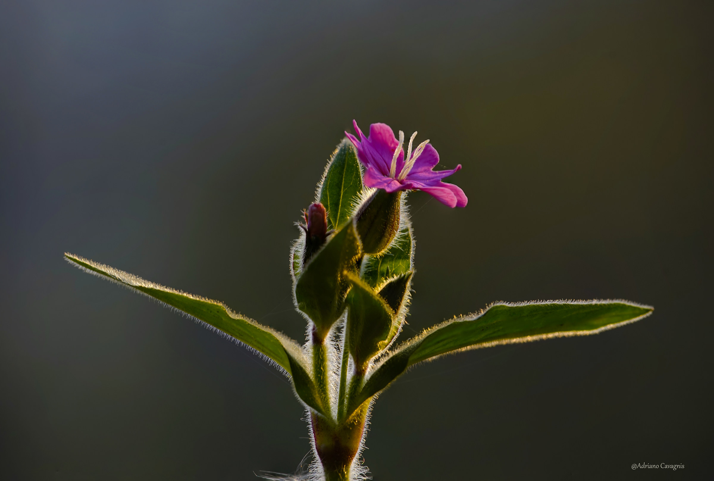 Fiore di campo.