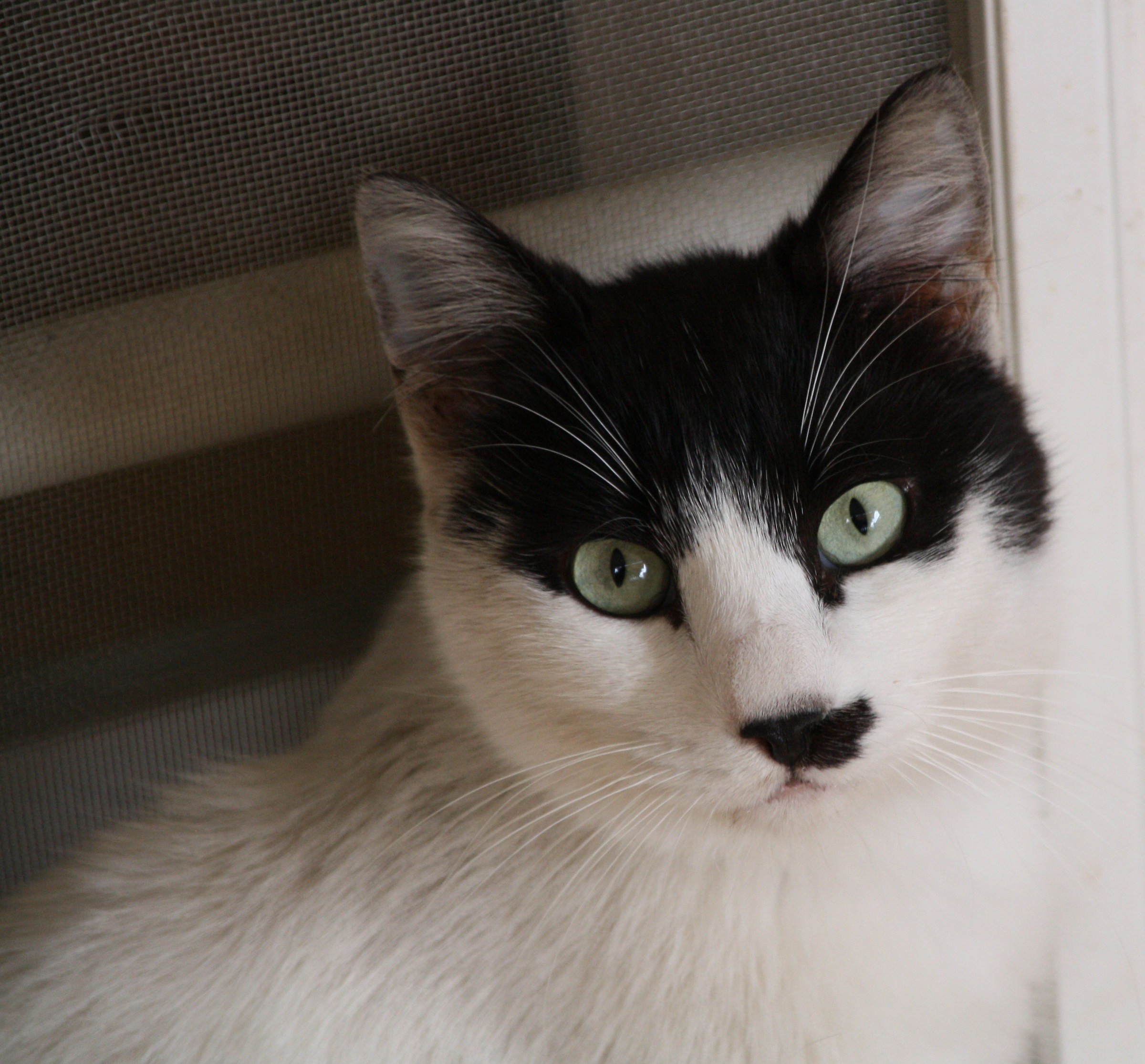 little brother of curious cat