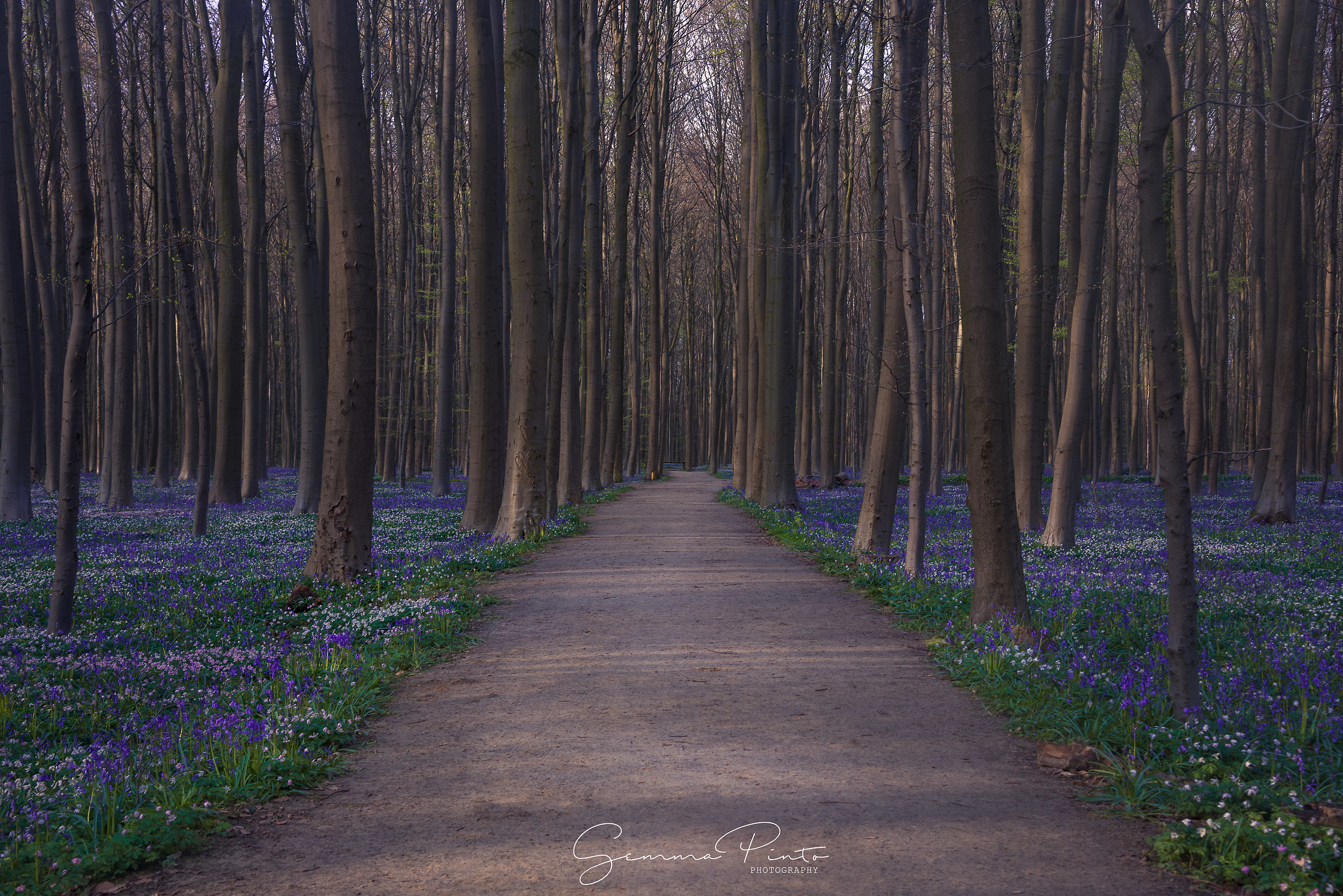 The blue forest