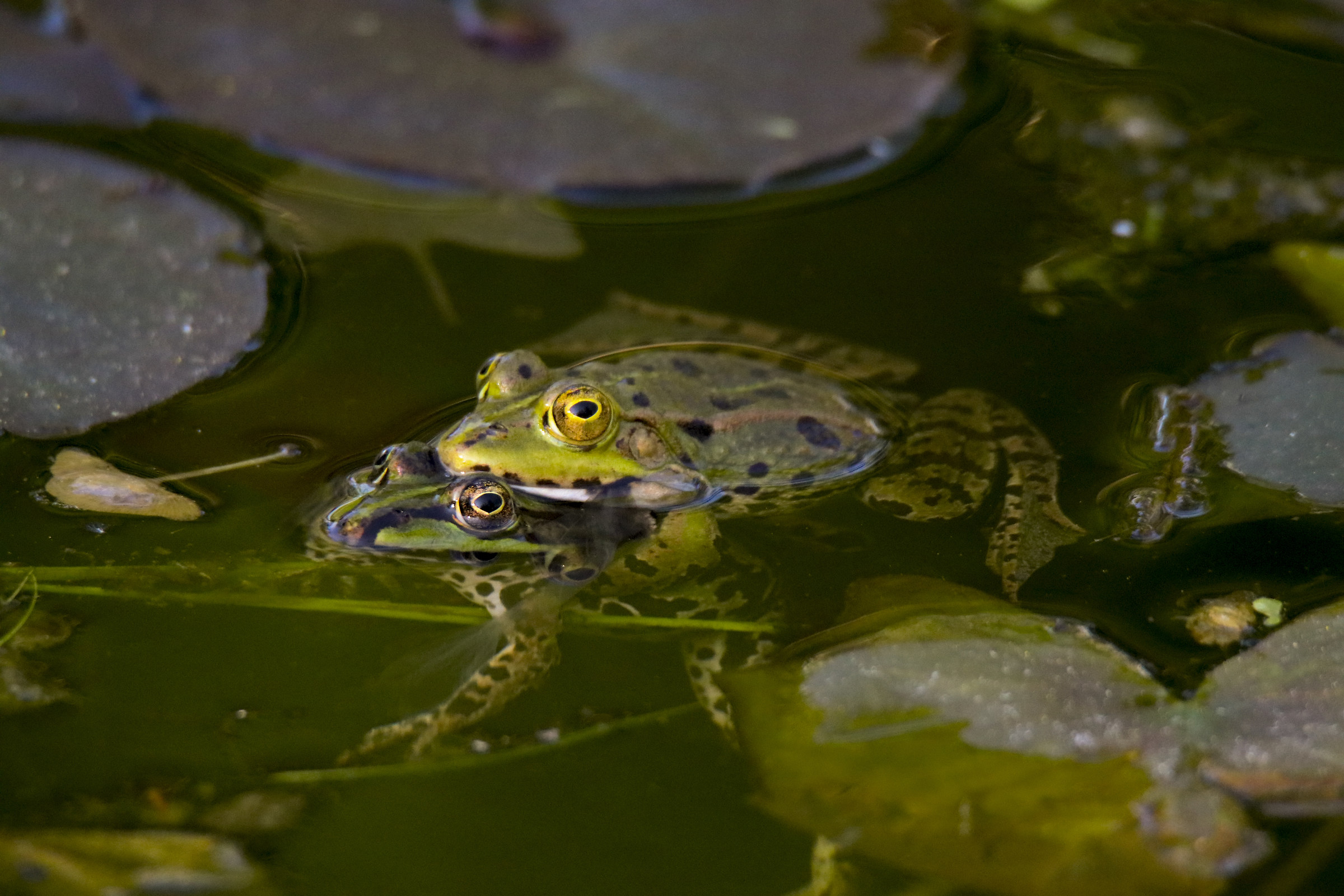 Mating frogs
