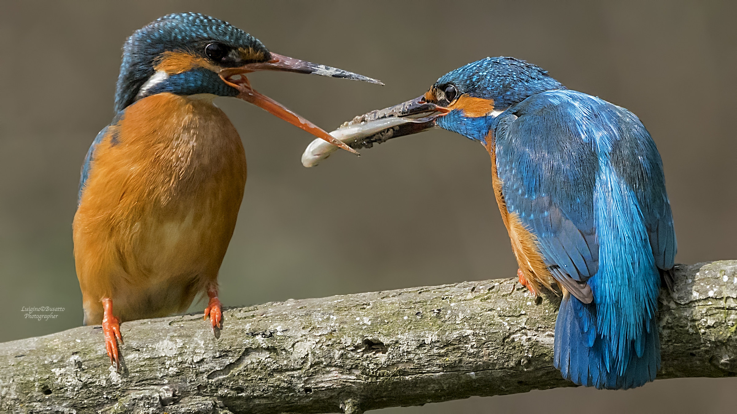 Kingfisher gift exchange