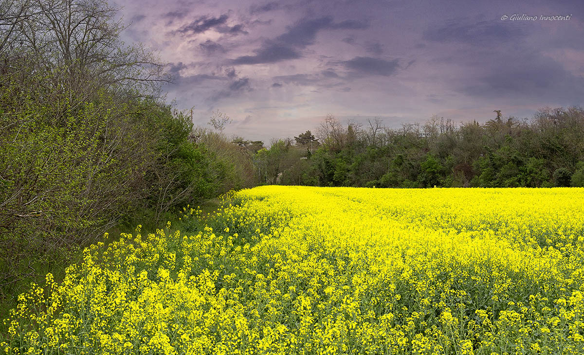I campi si tingono di giallo
