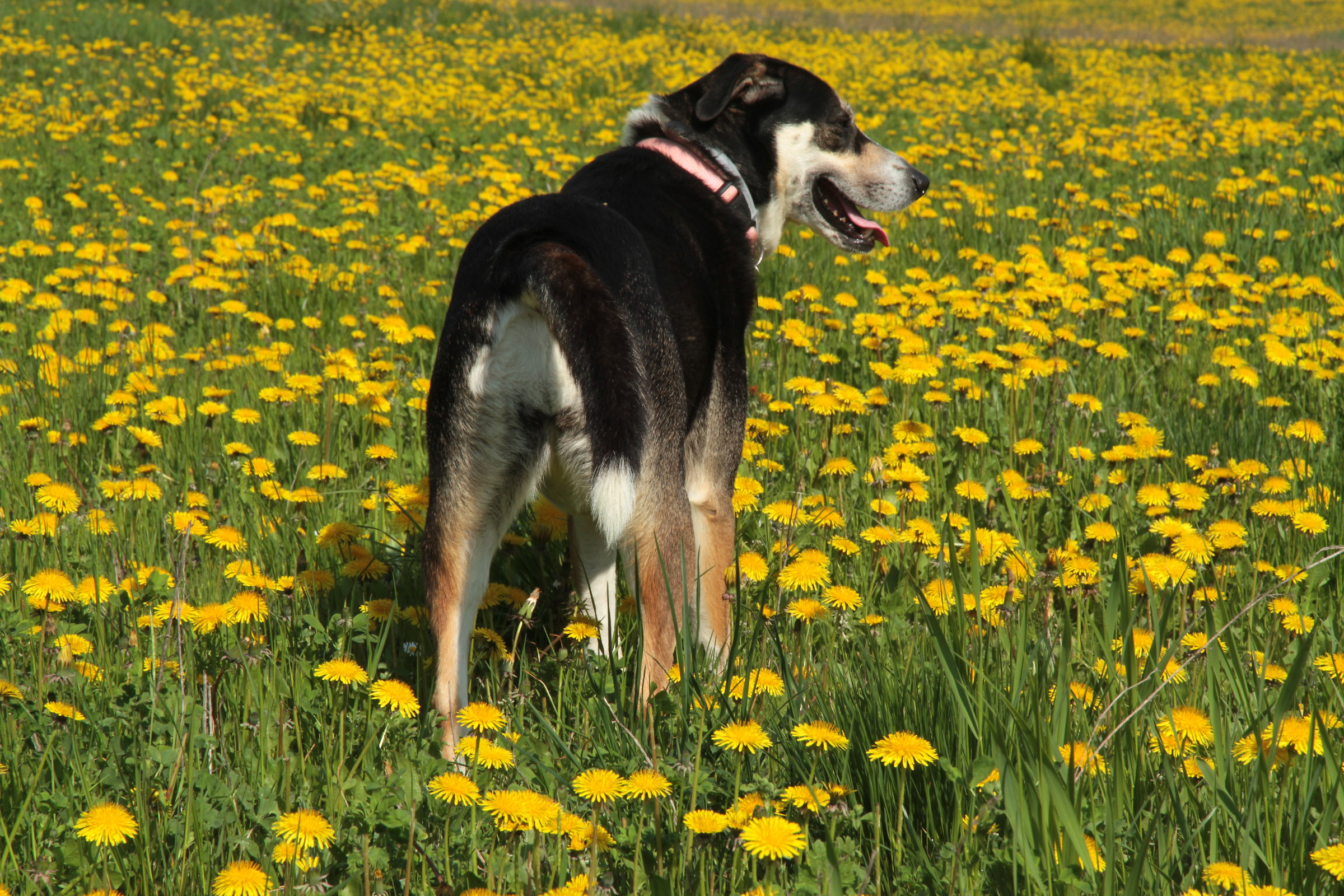 Spina nel mare giallo