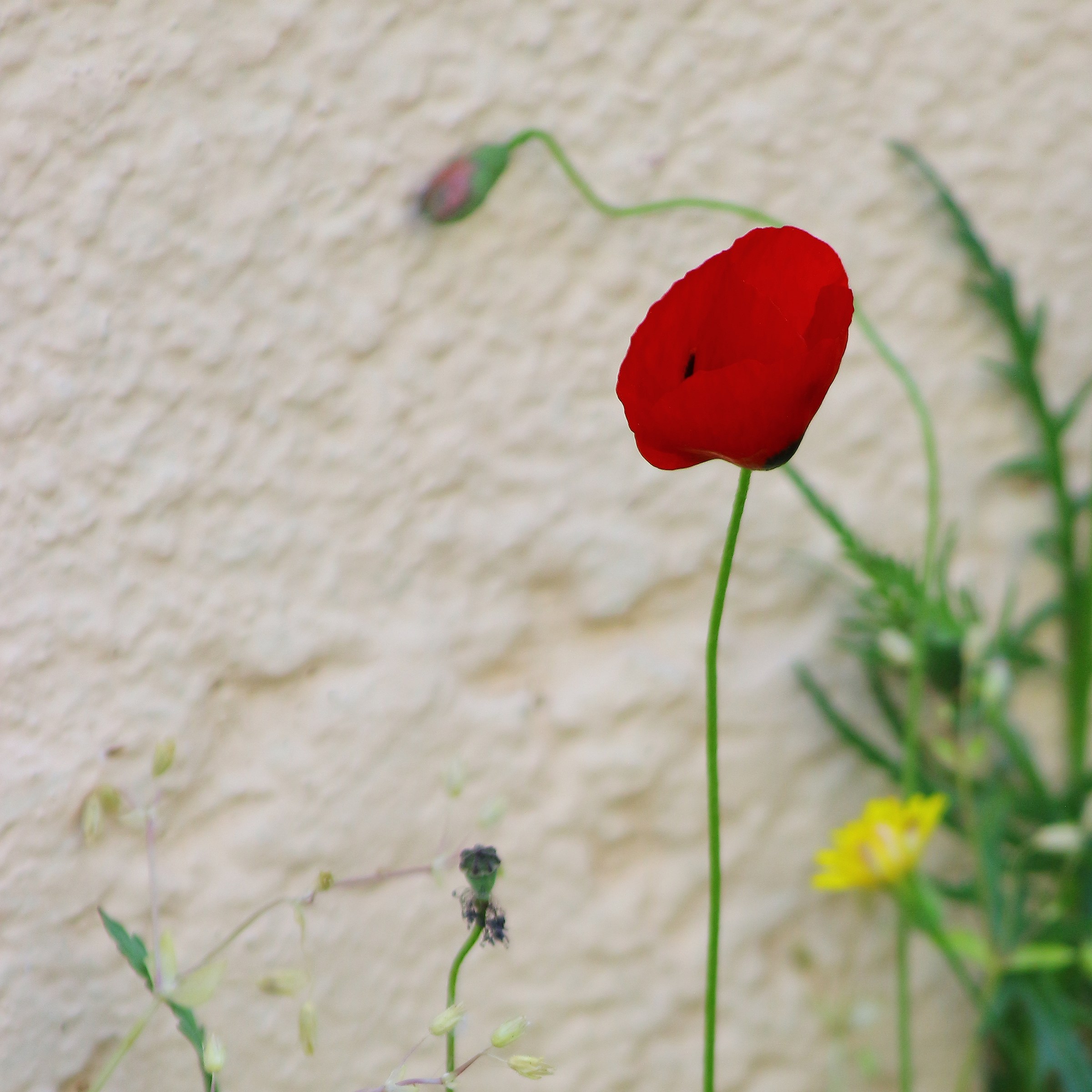 Passione di primavera