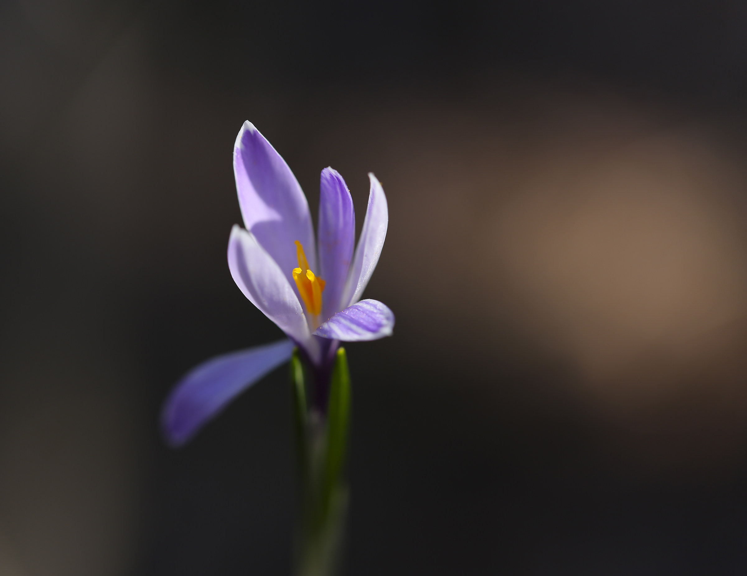 Wild Crocus