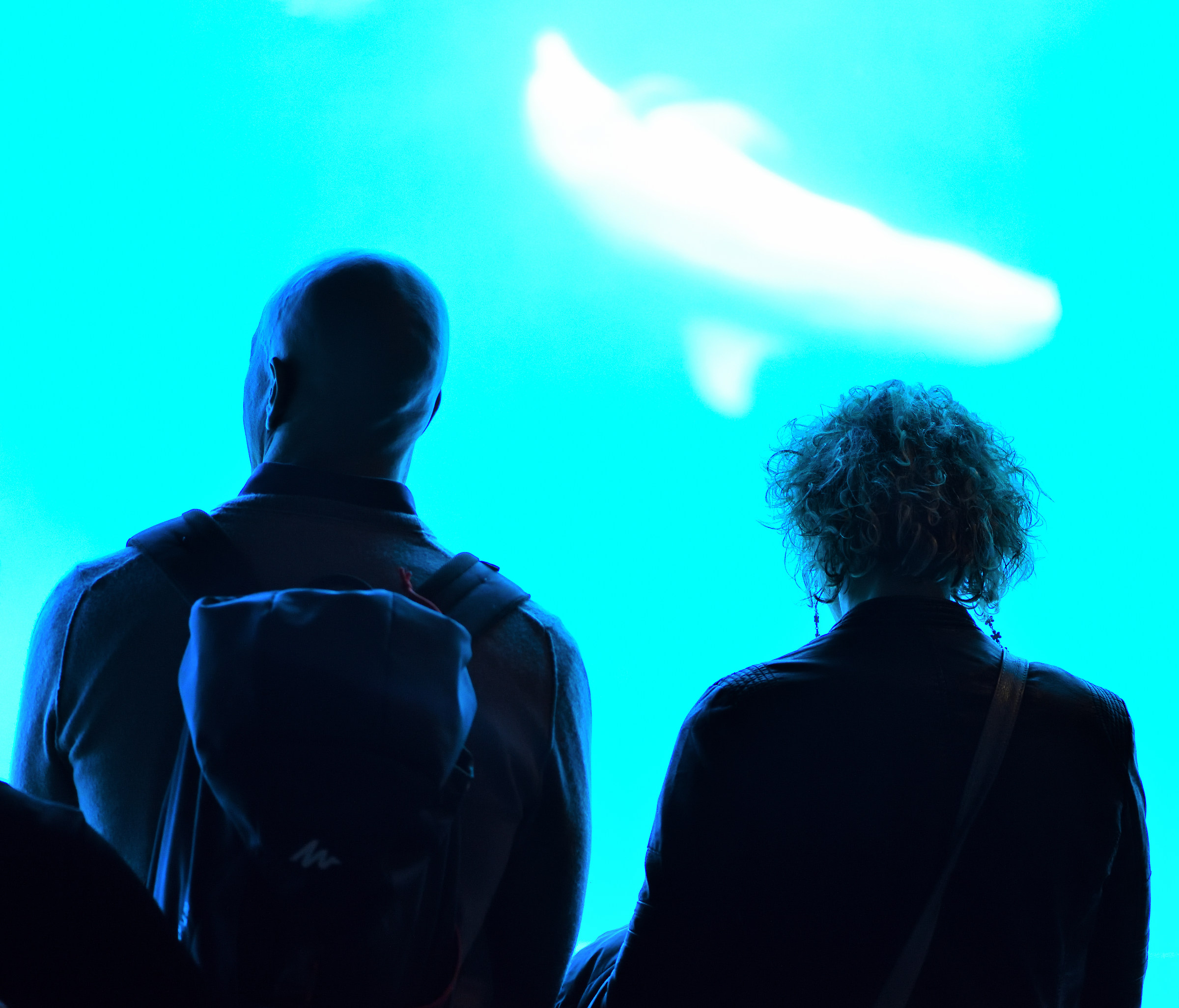 the prospect of the dolphin