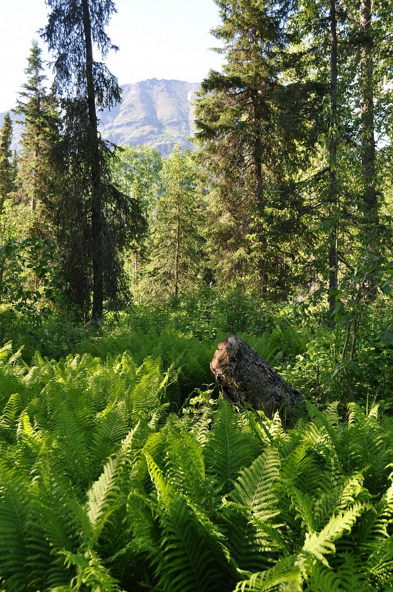 Alaska ferns in the woods