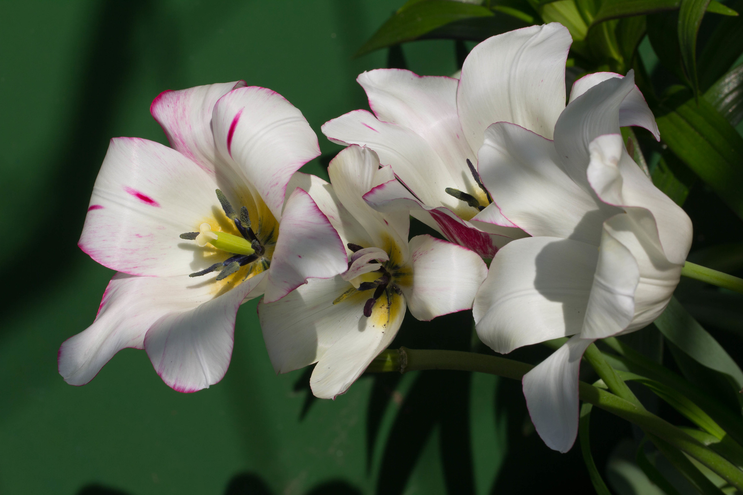 La compagnia del giardino
