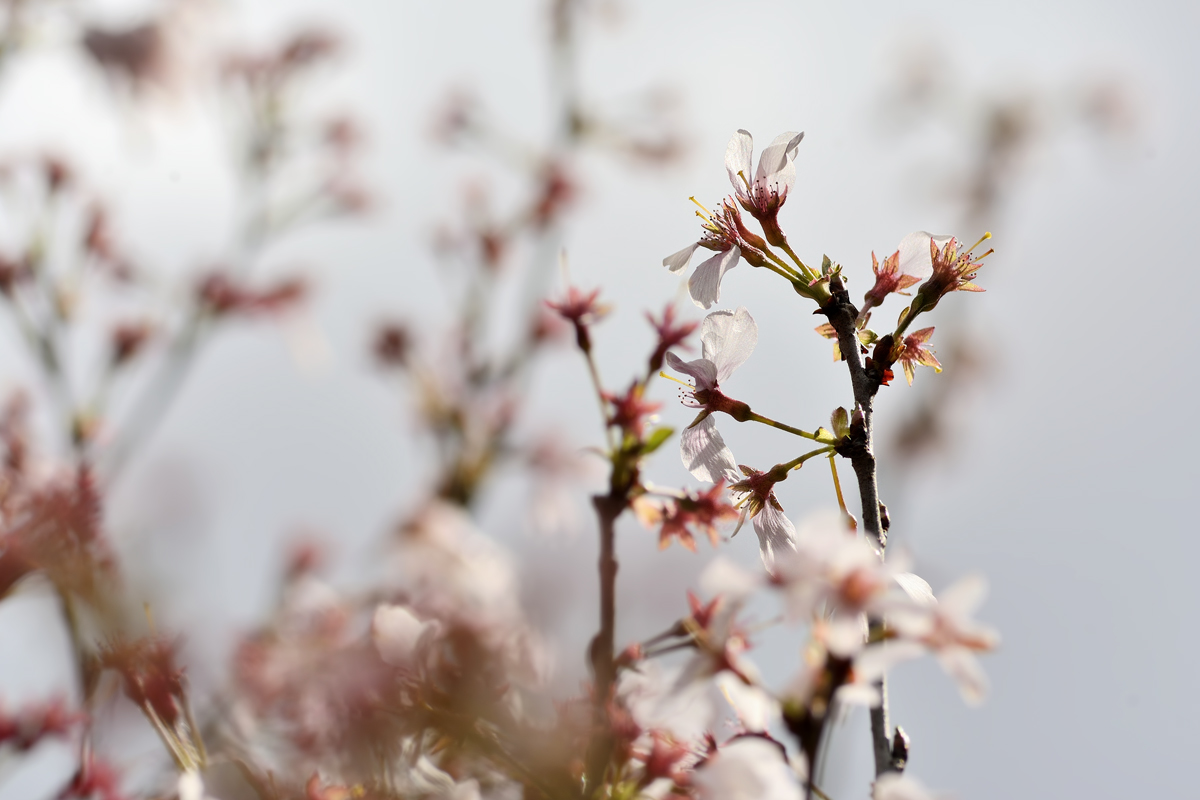 Primavera - Giardini di Ninfa 20180401