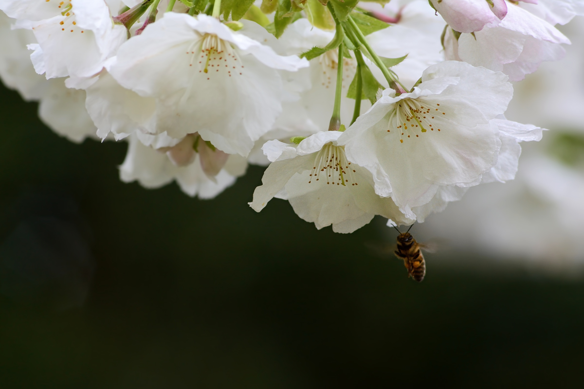 ZzzZzZz - Giardini di Ninfa 20180401