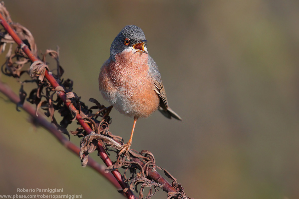Subalpine and artemisia