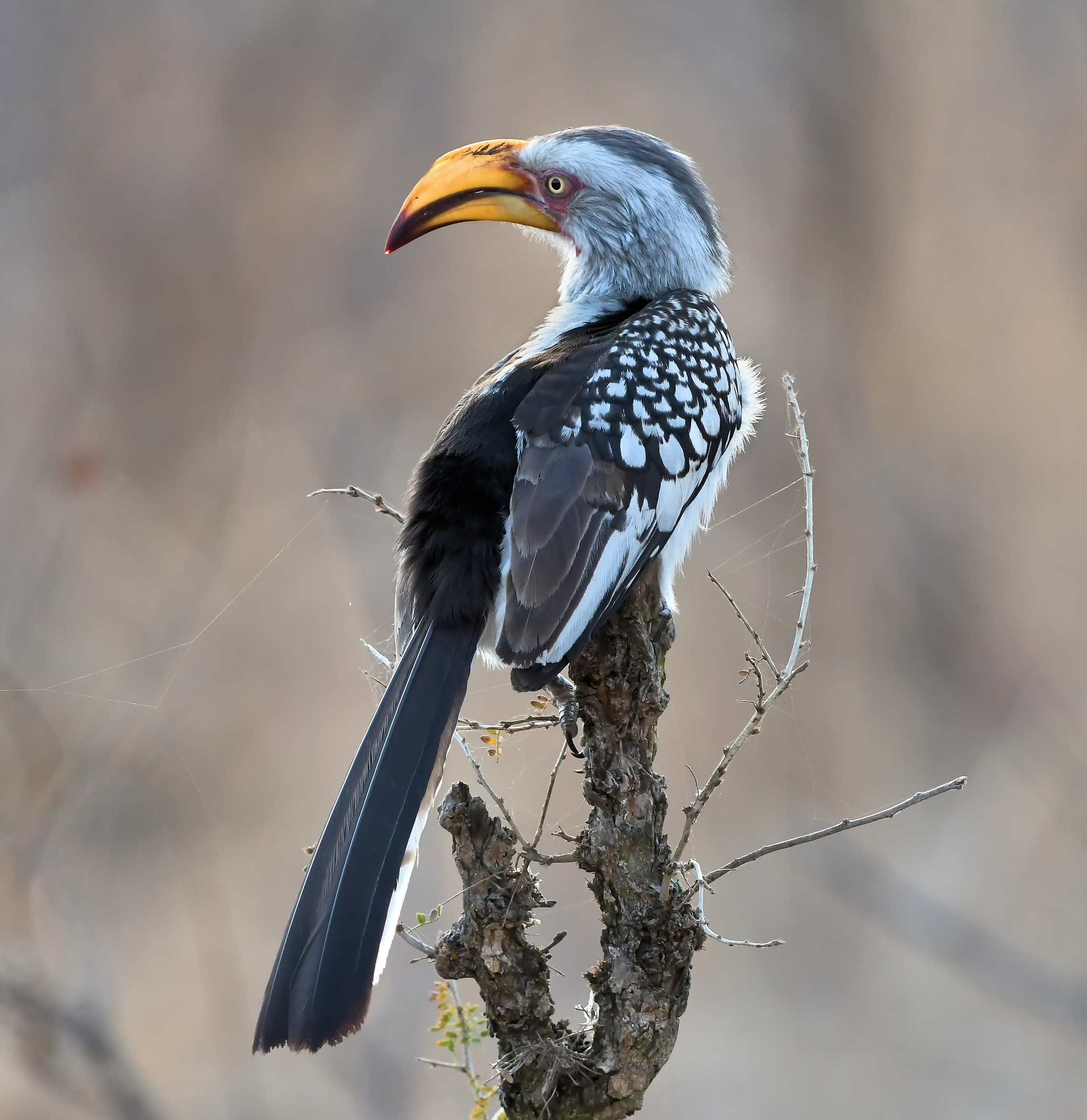 Hornbill giallo di Bill