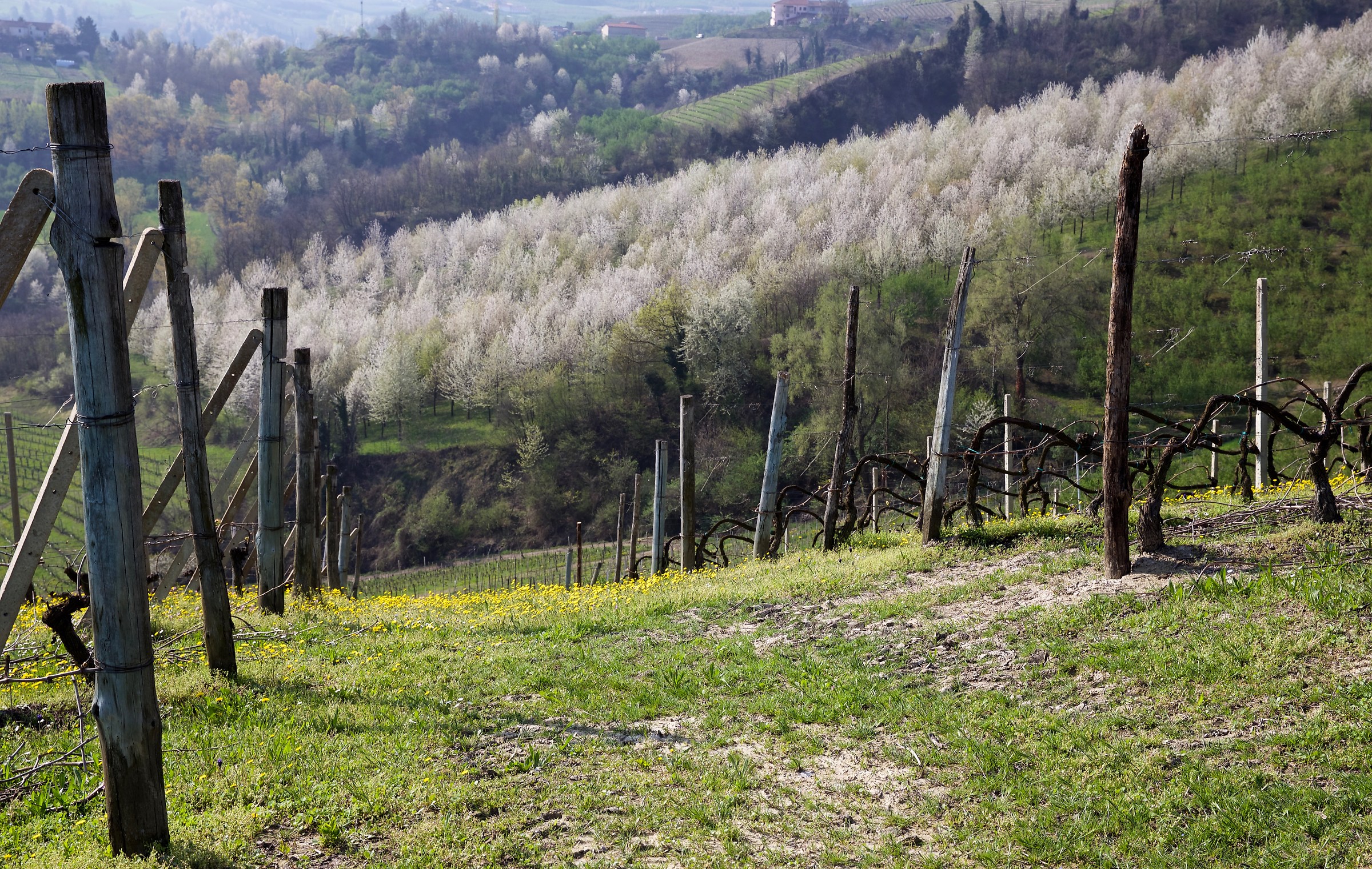 Il ciliegeto di Diano d'Alba