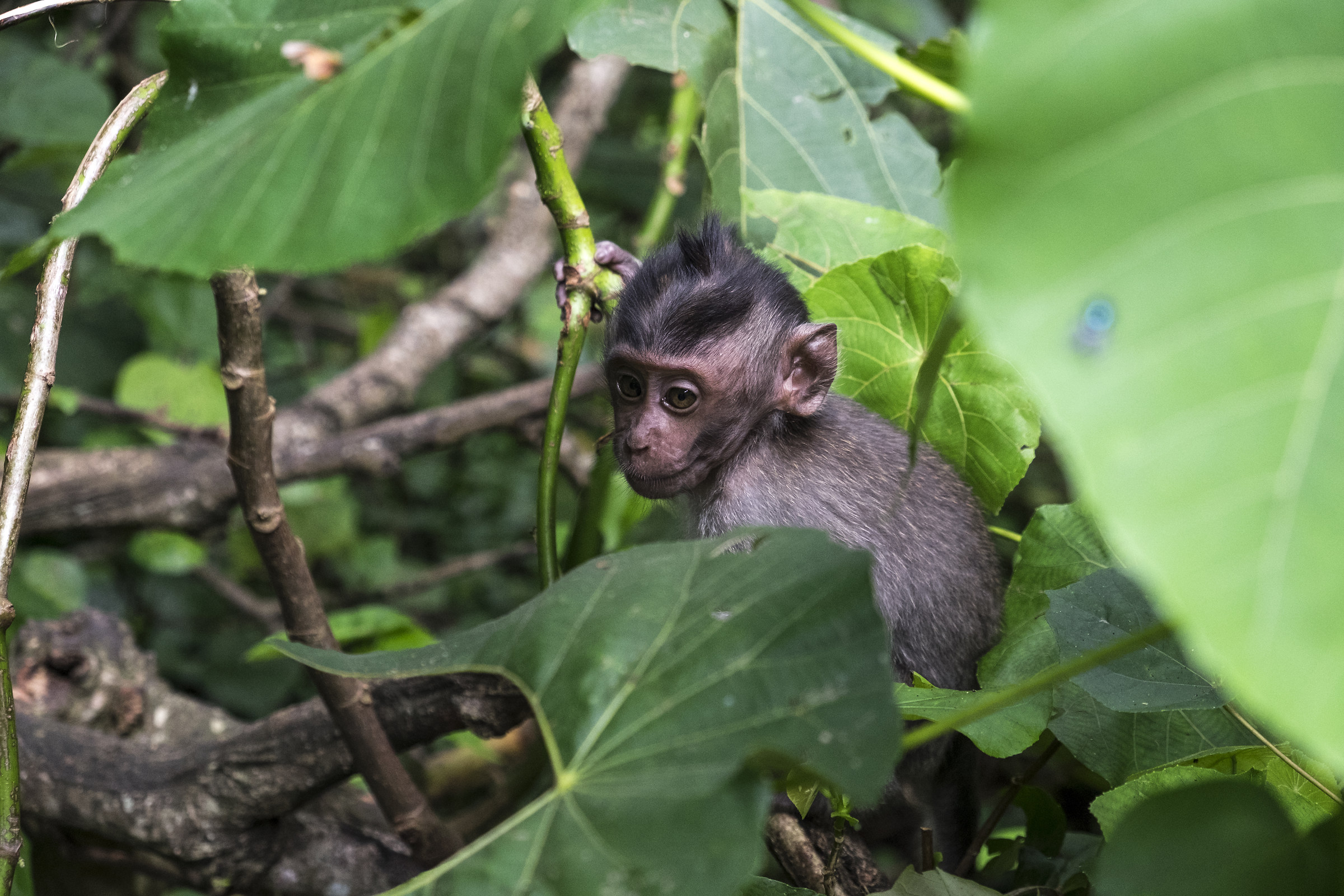 Monkey forest-Ubud
