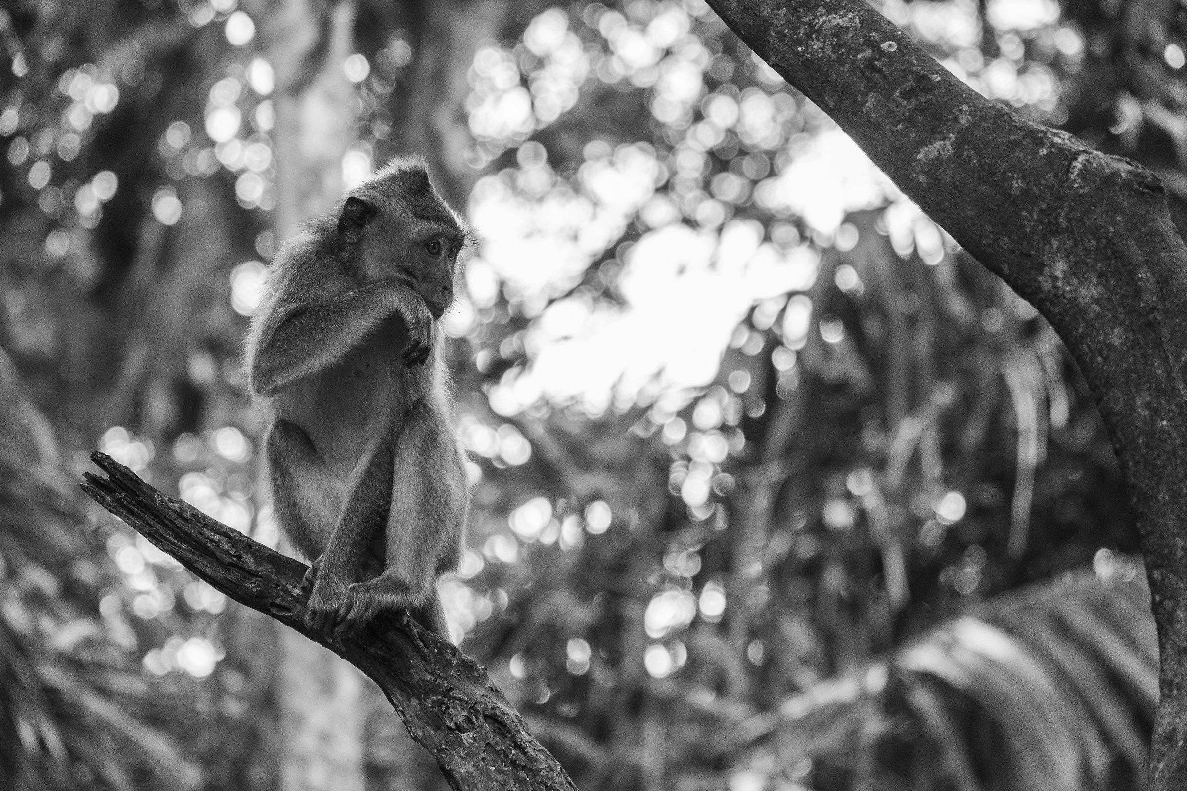 Monkey forest-Ubud