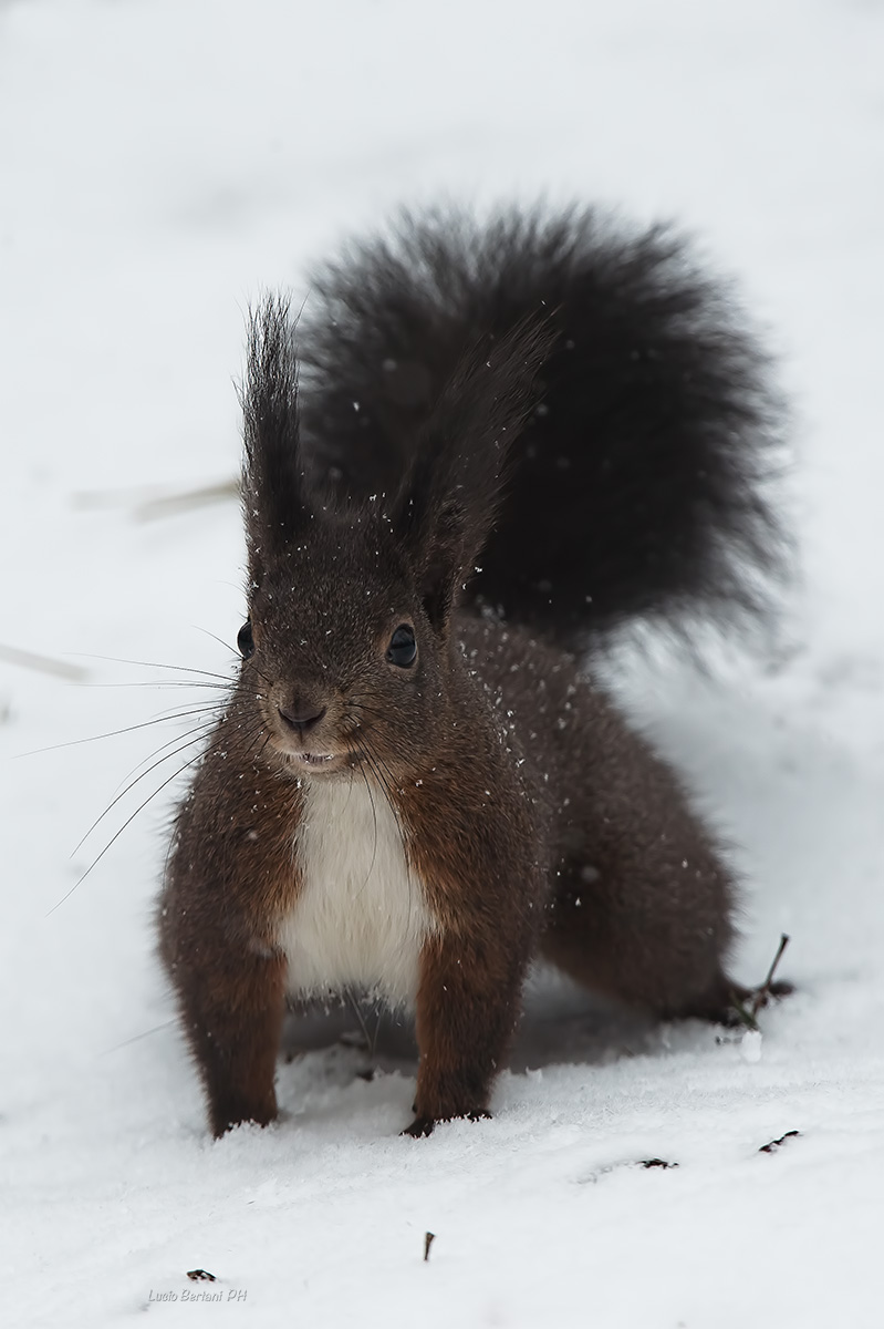 Squirrel (s. Daniele) (VI) 01 March 2018