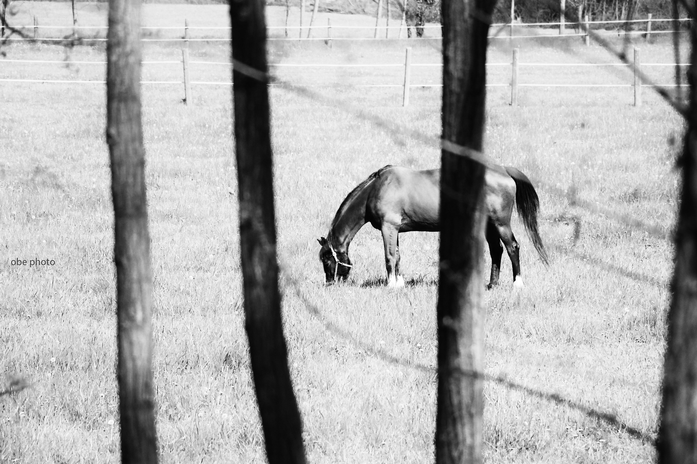 Le cheval de Magritte