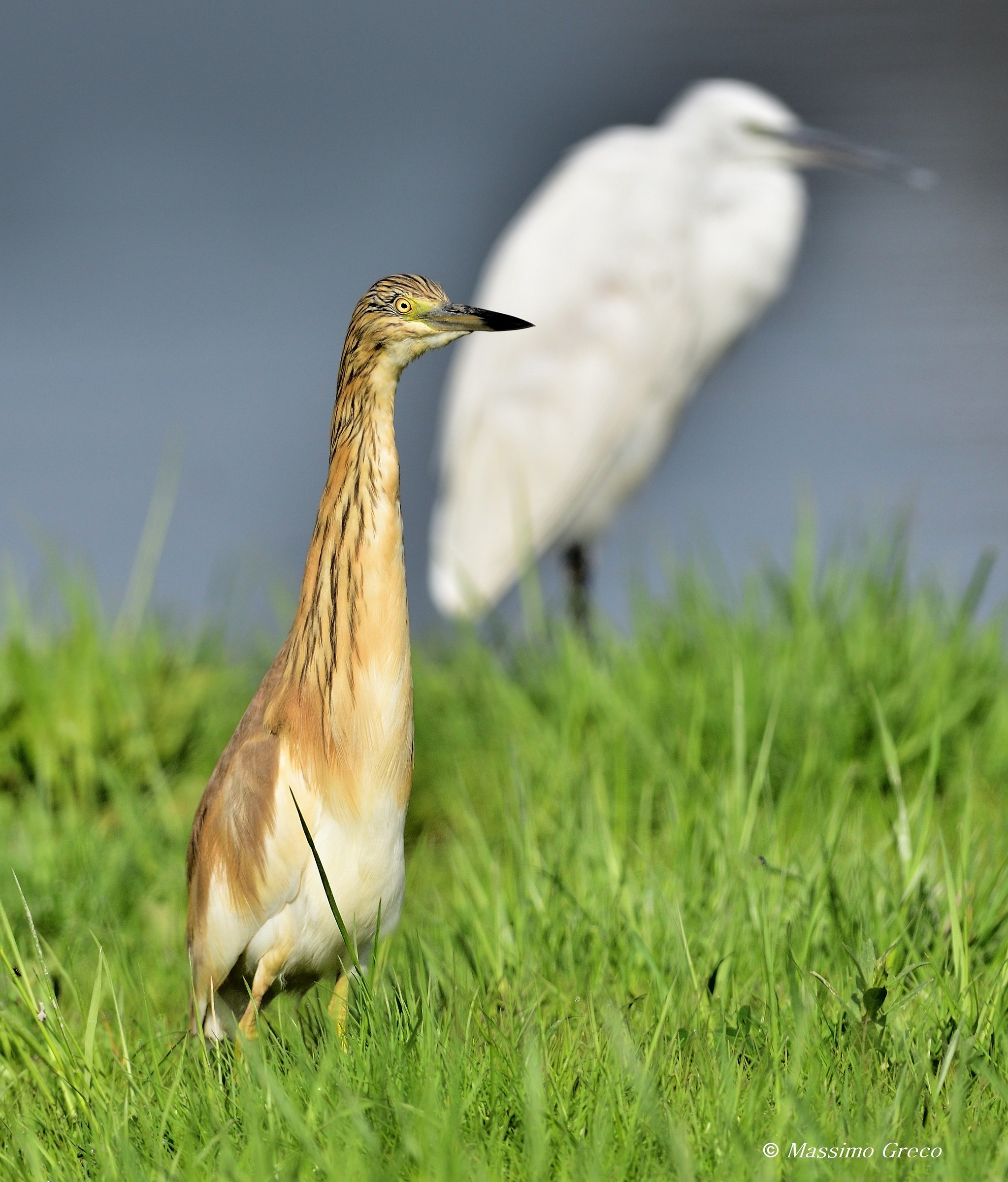 Sgarza ciuffetto (Ardeola ralloides)