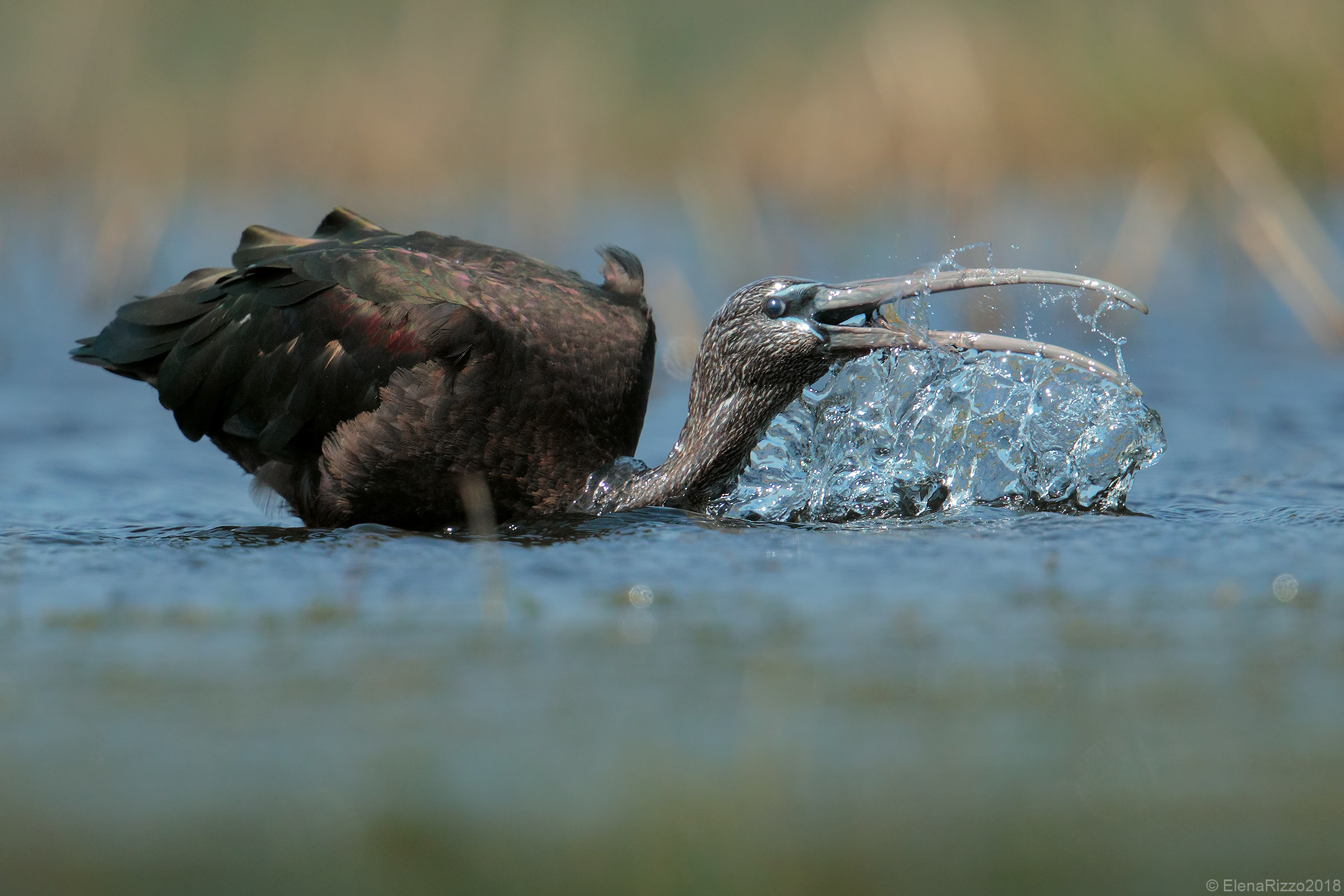 Glossy ibis