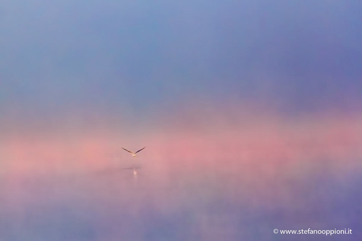 The flight to the dreamland