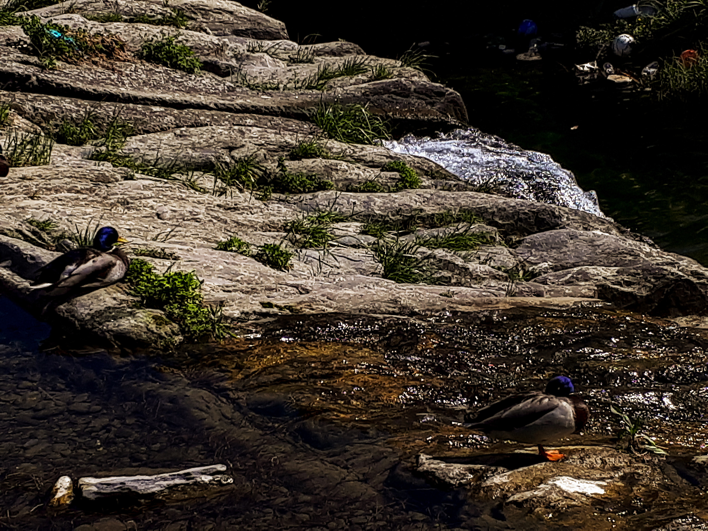 In attesa di compagne