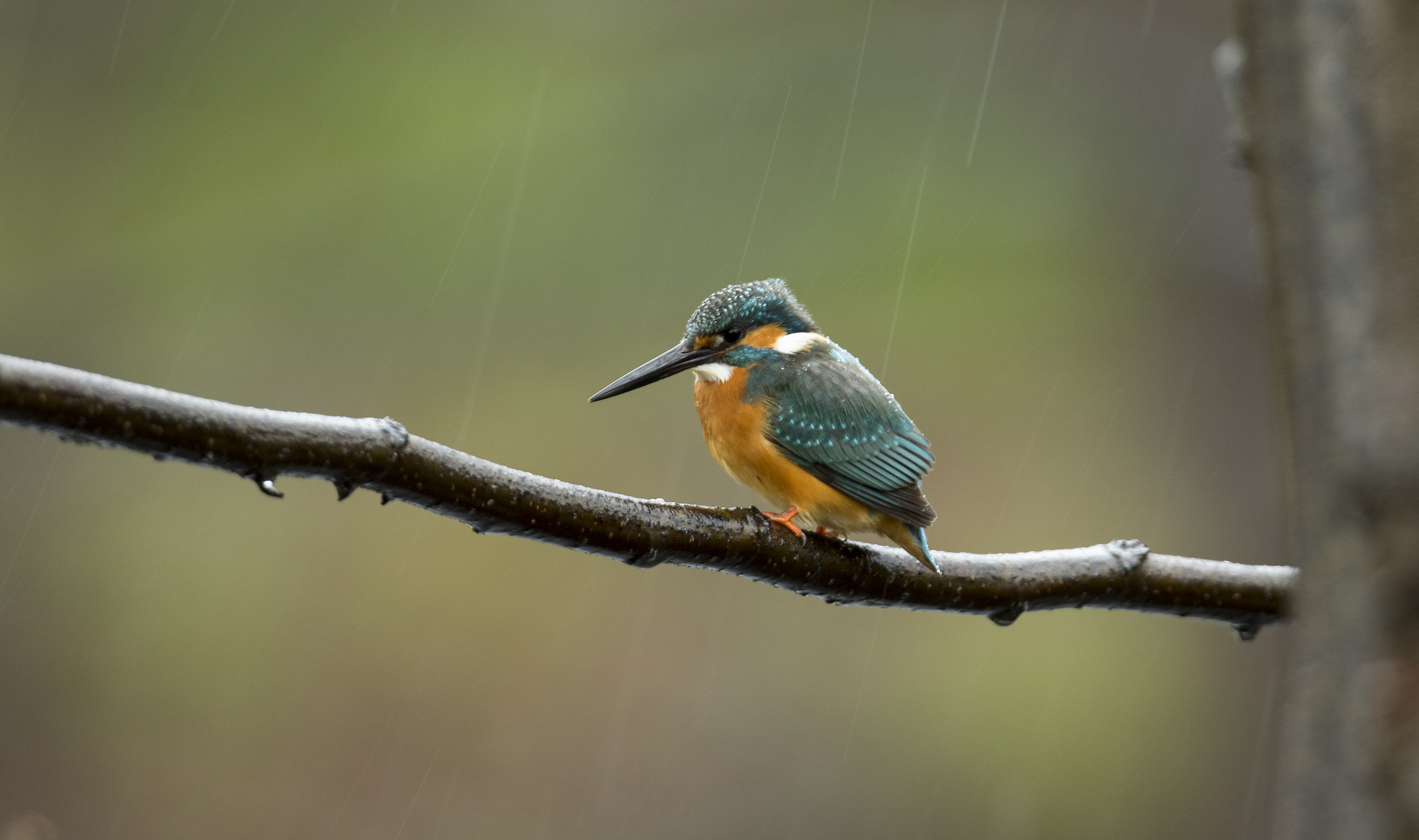 Kingfisher..1