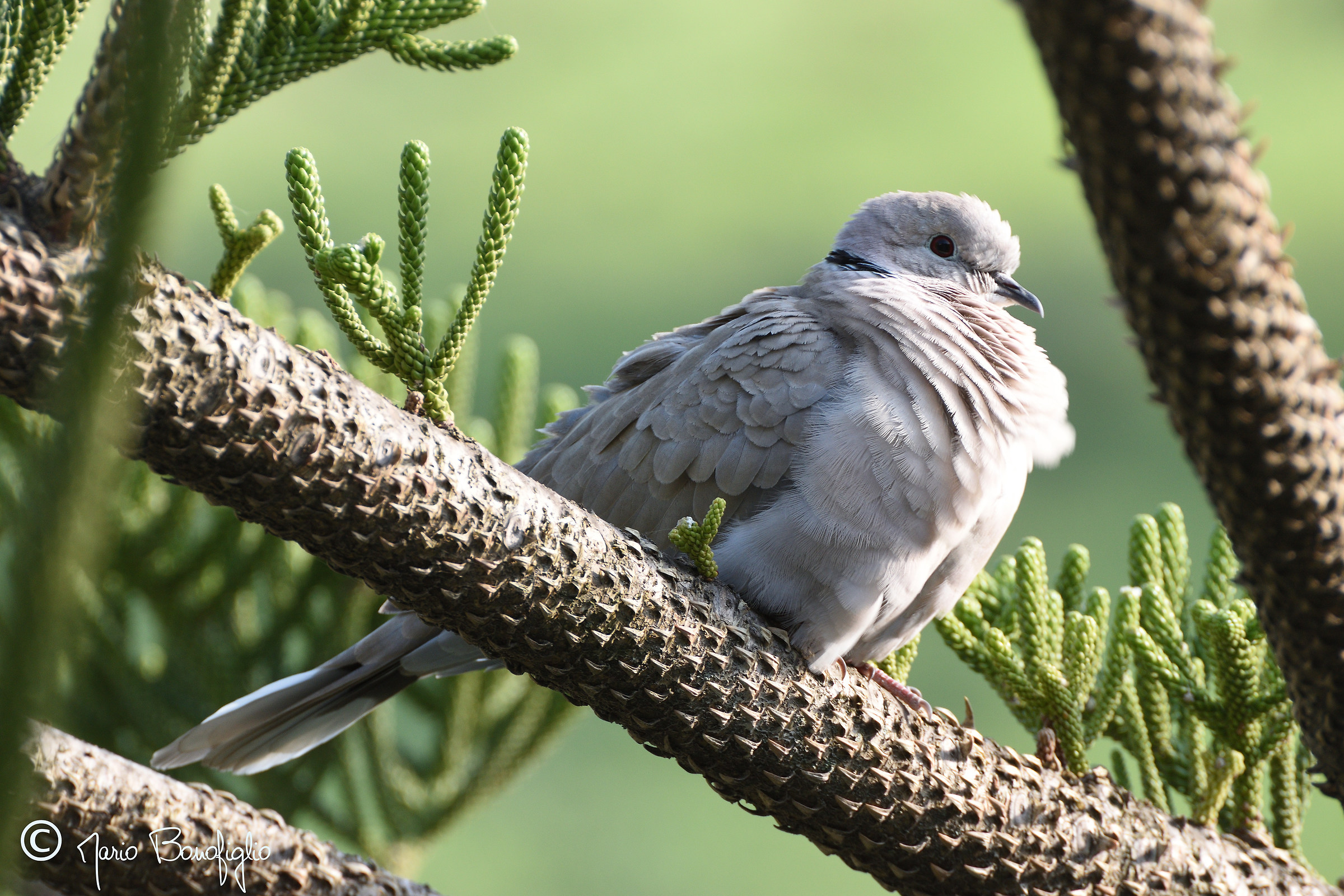 La primavera sarà arrivata ma....