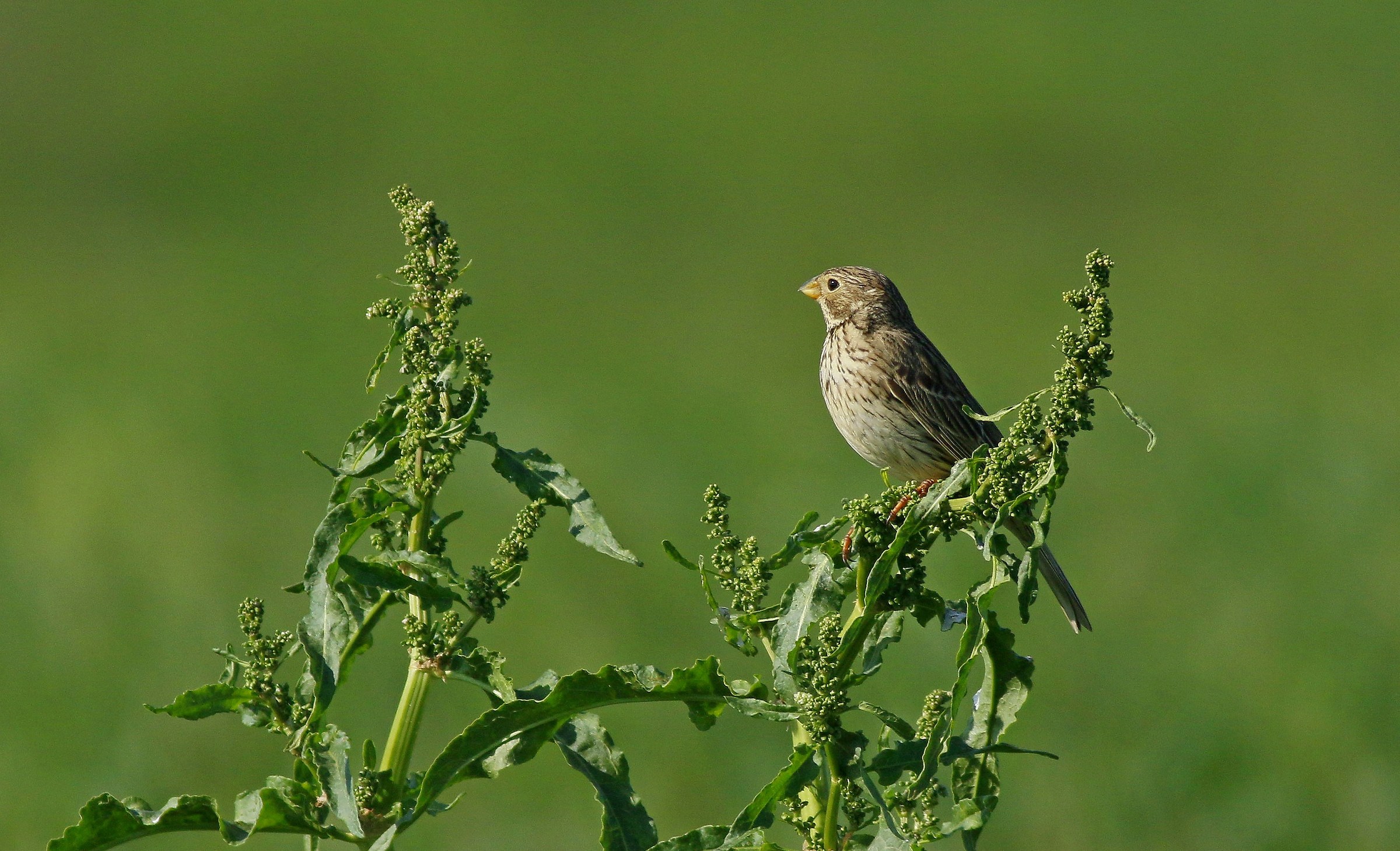 Corn Bunting