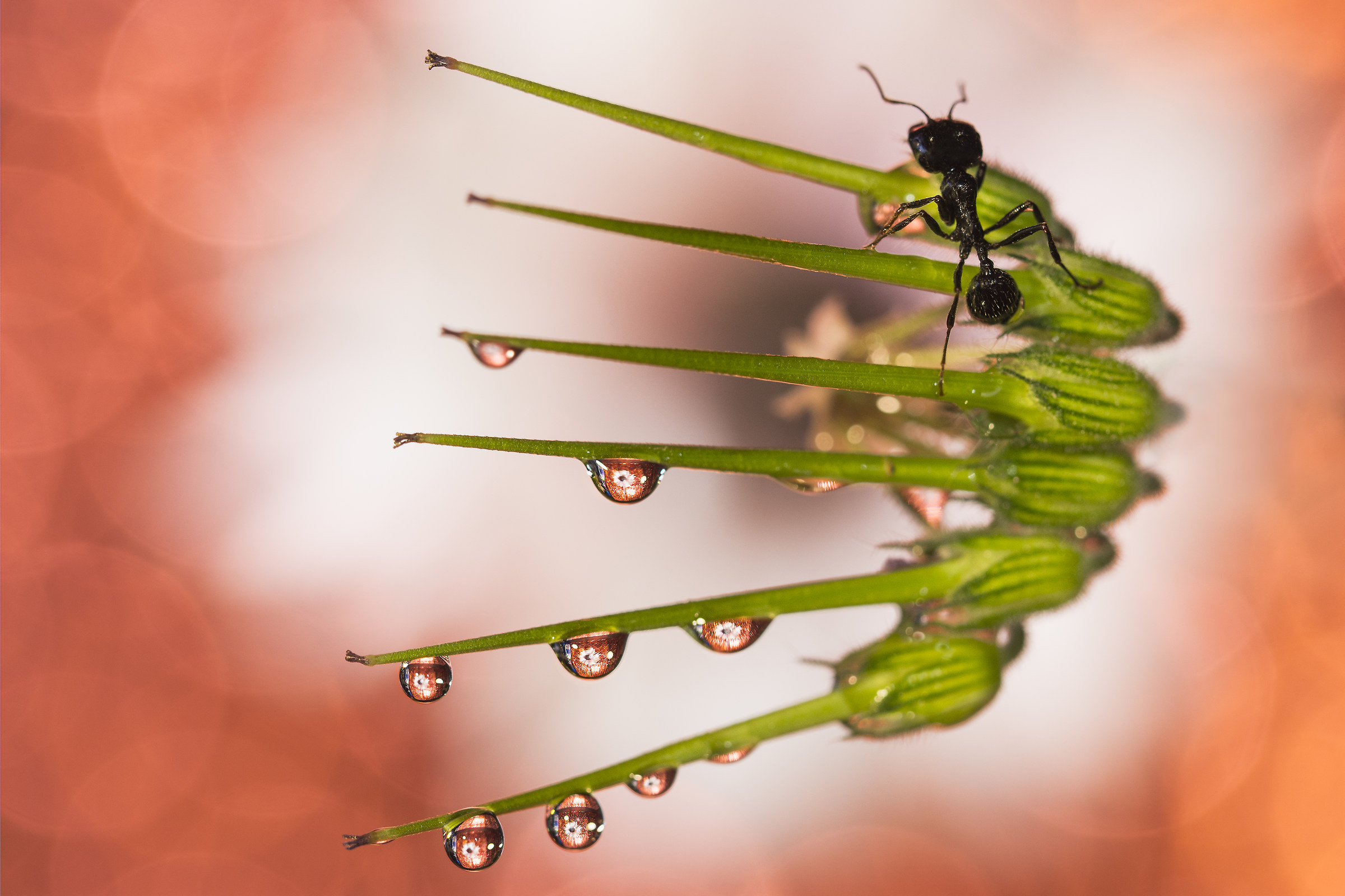 Ant + drops