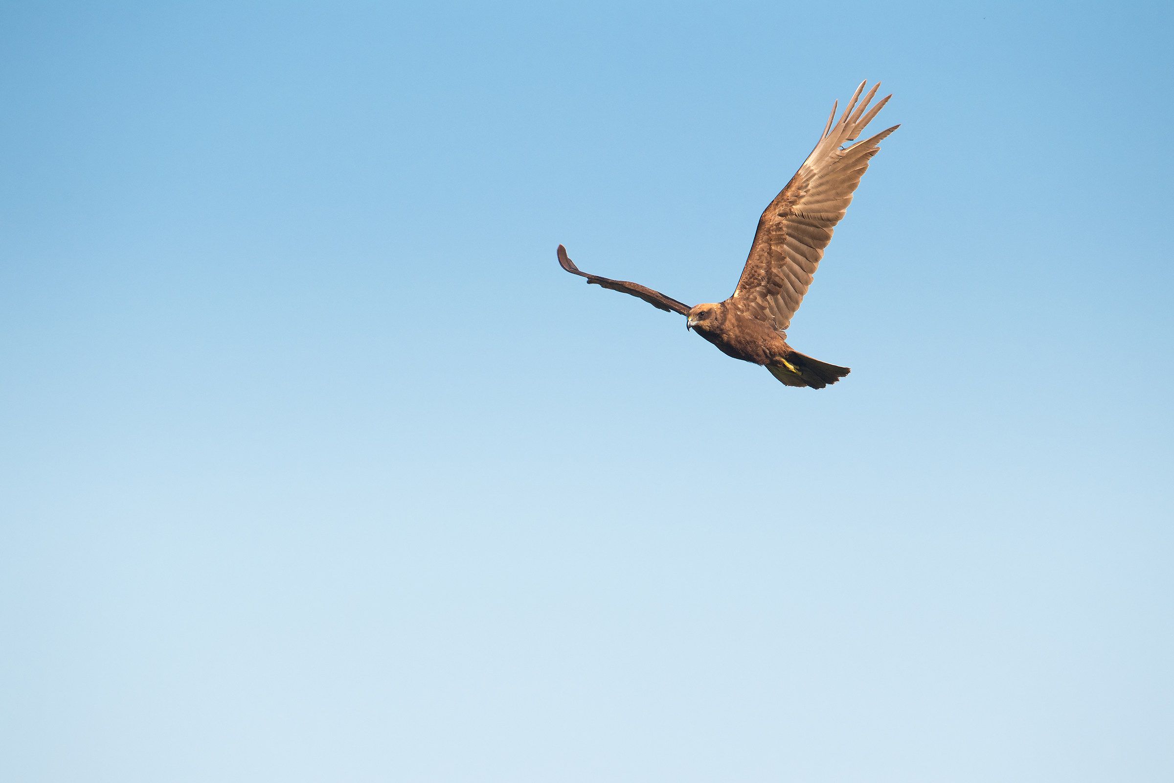 Western Marsh Harrier