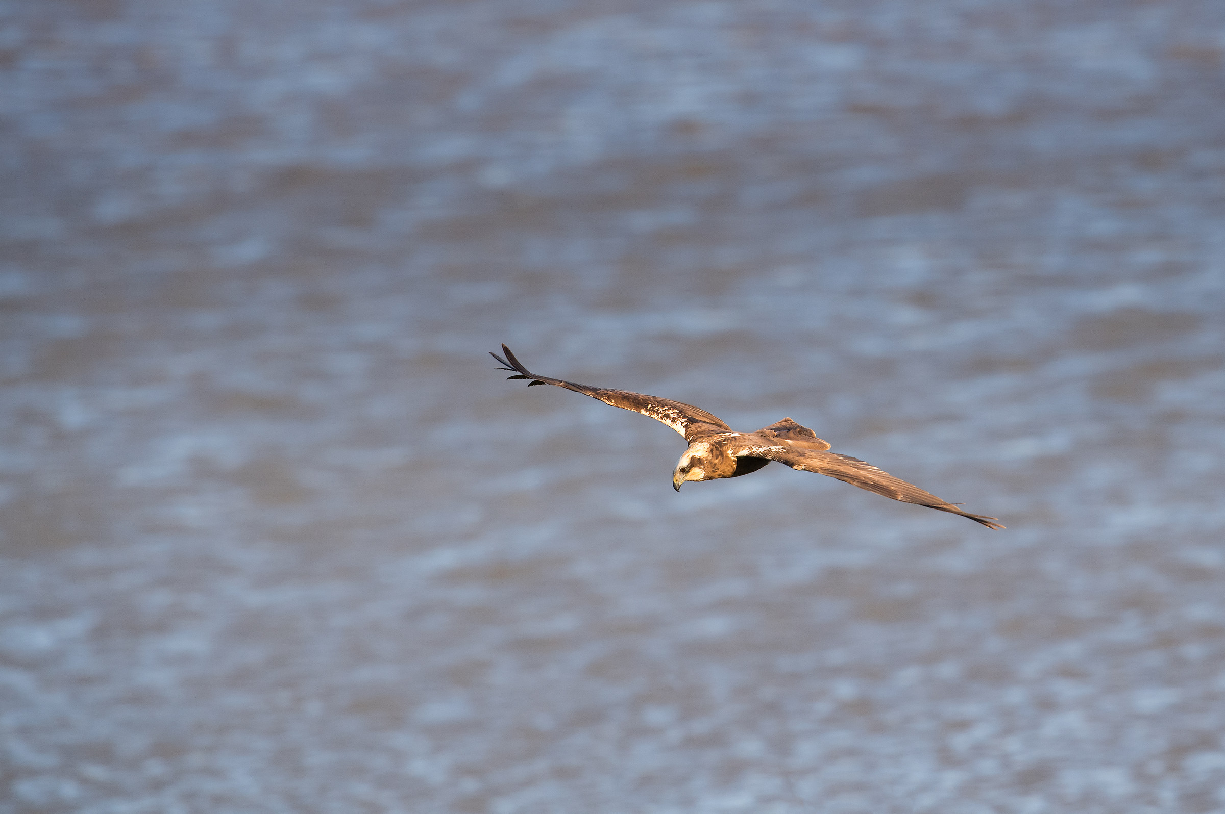 Western Marsh Harrier
