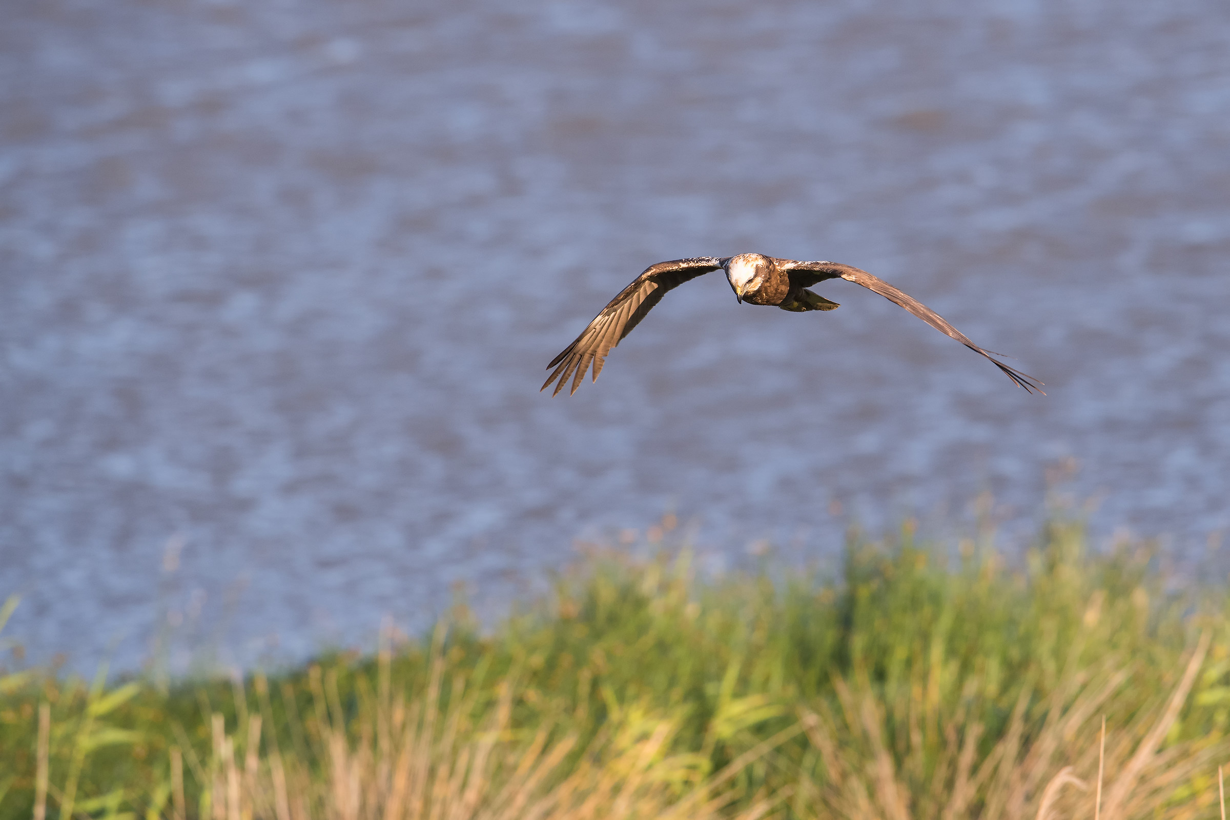 Western Marsh Harrier