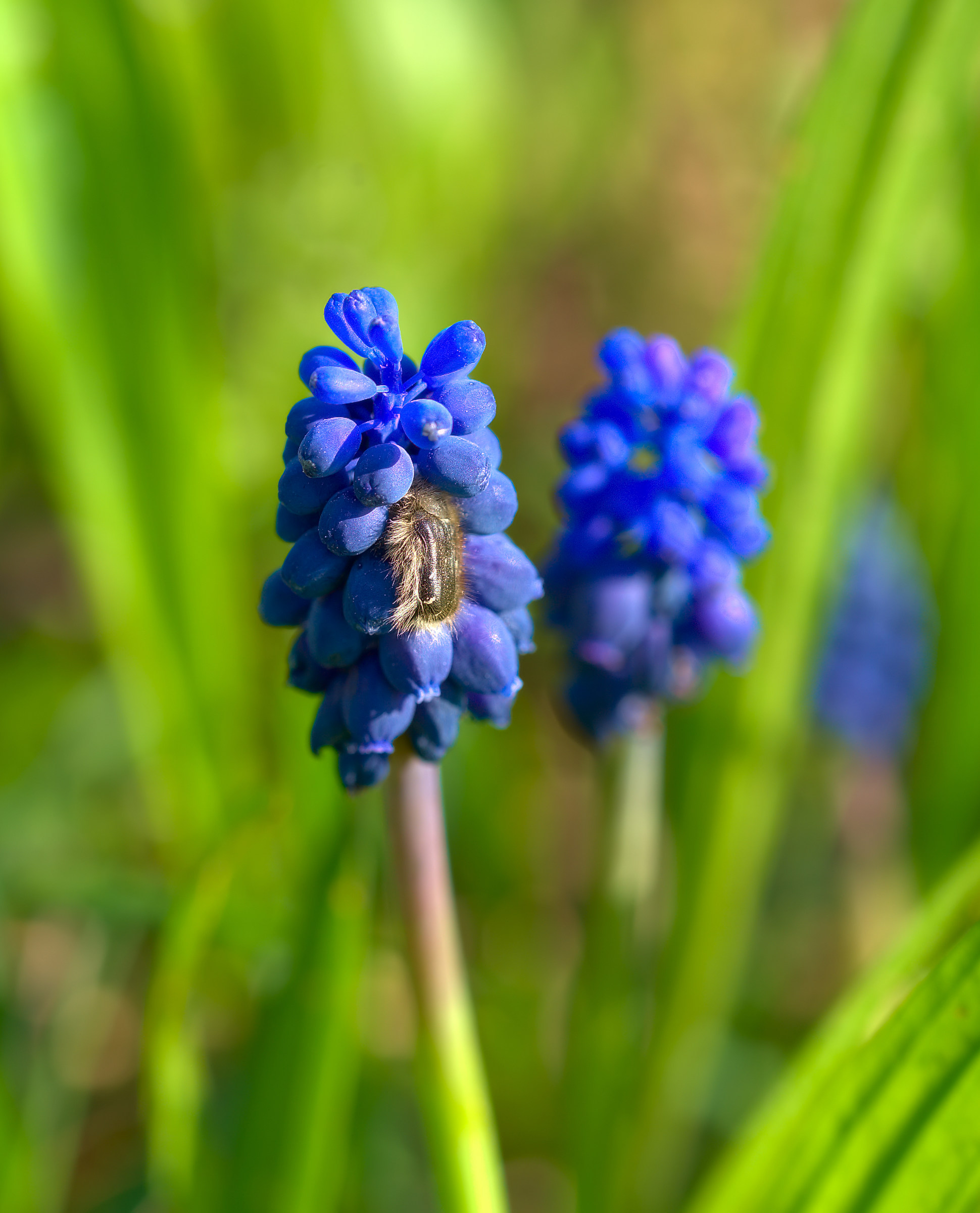 Muscari