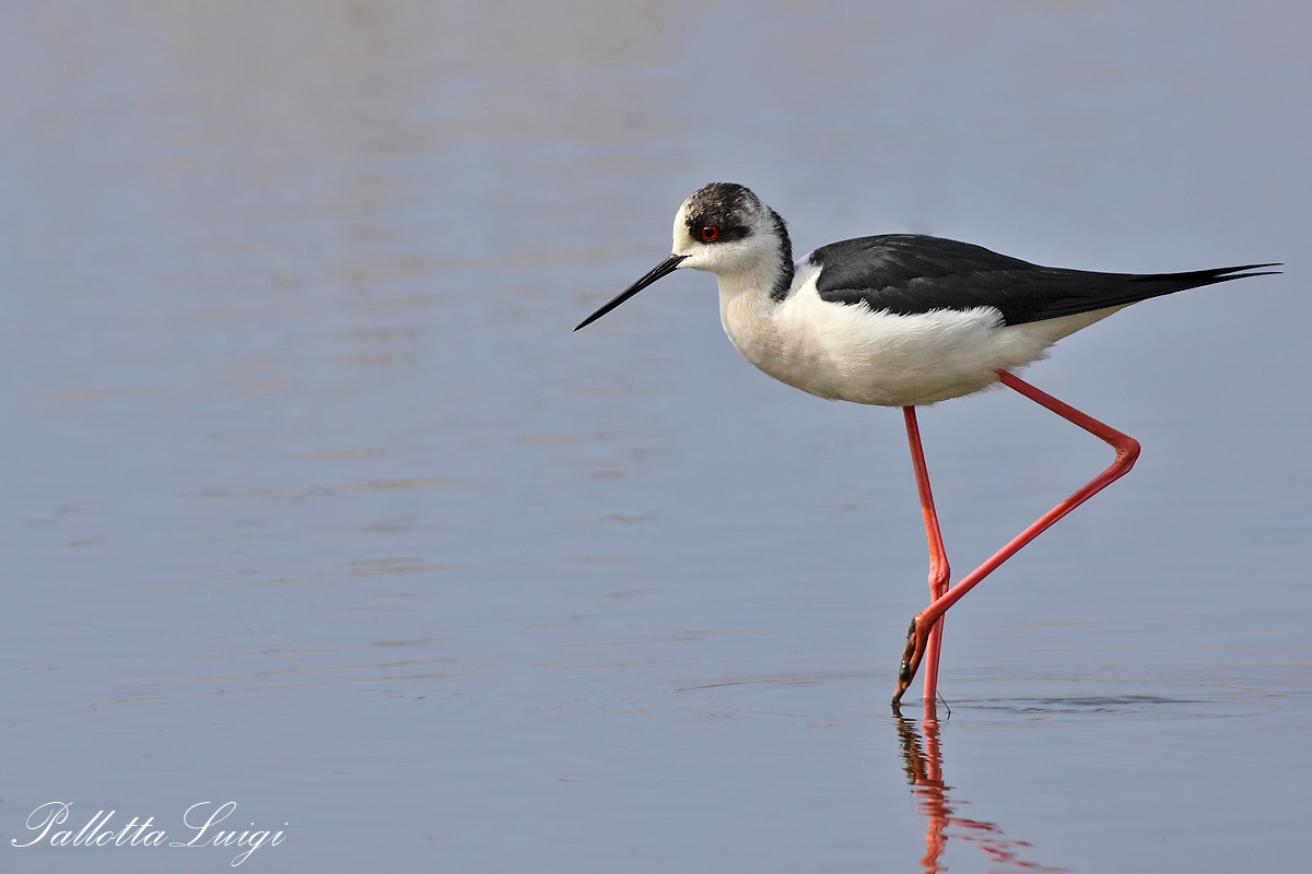 Knight In Italy (Himantopus himantopus)