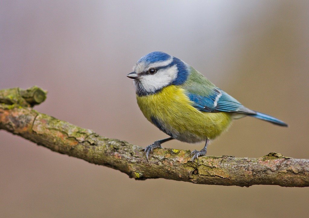 blue tit