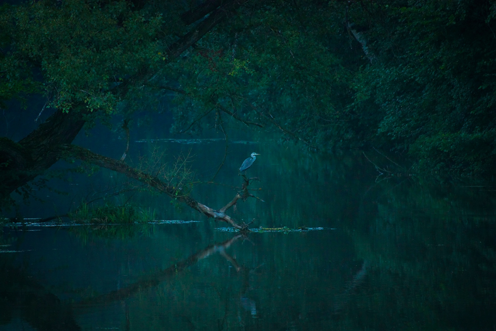 Heron at night fall