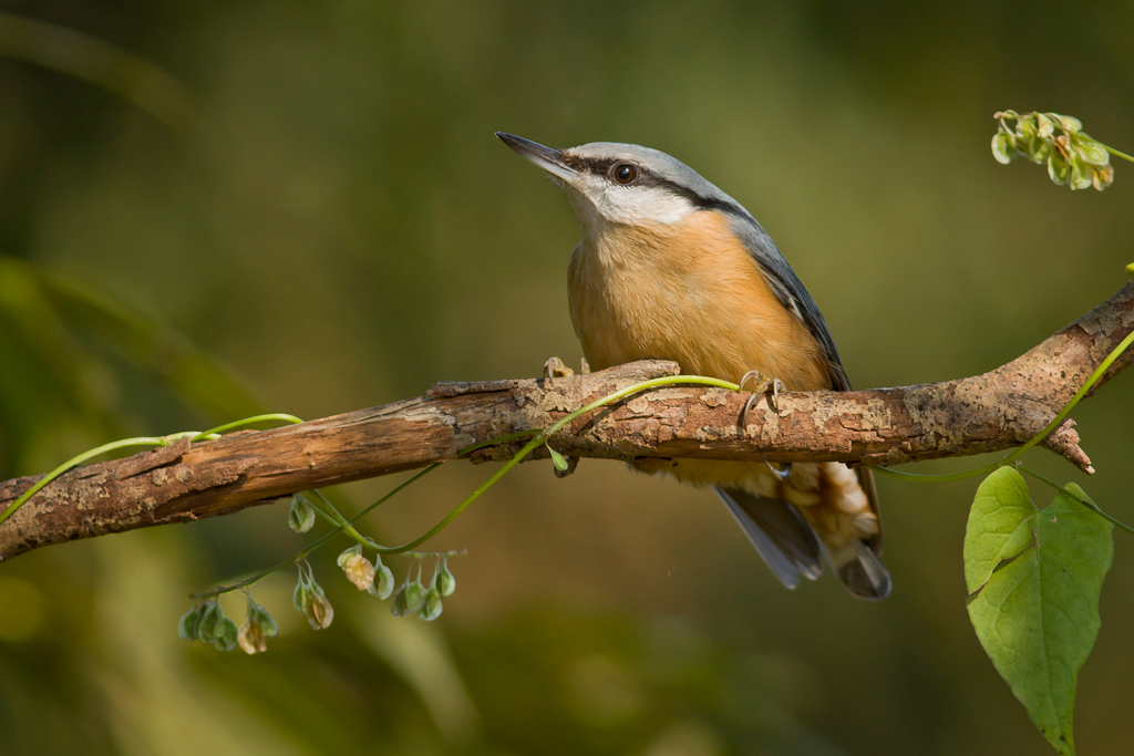 Nuthatch
