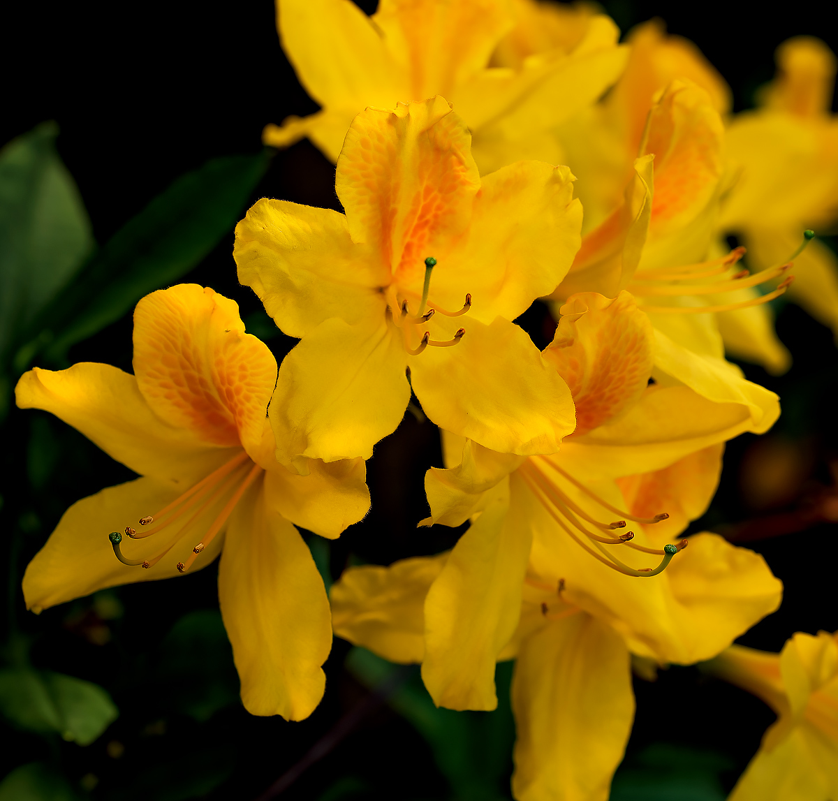 Azalea
