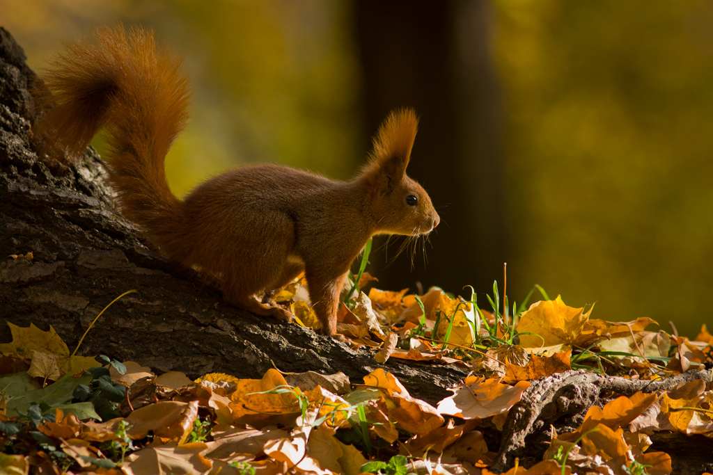 Autumn Squirrel
