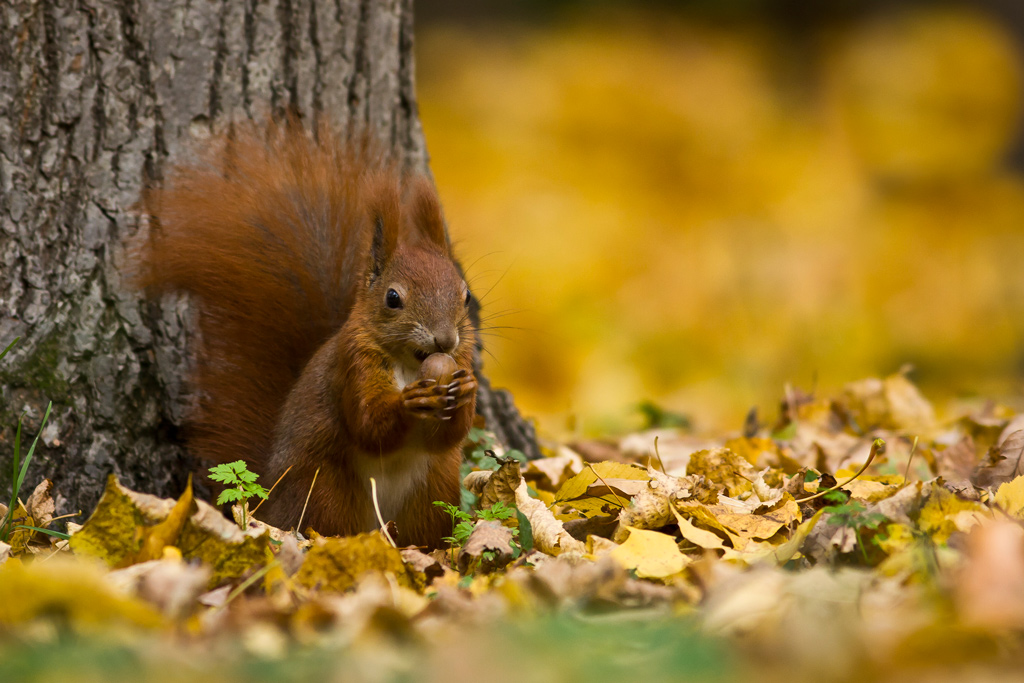 Autumn Squirrel 2