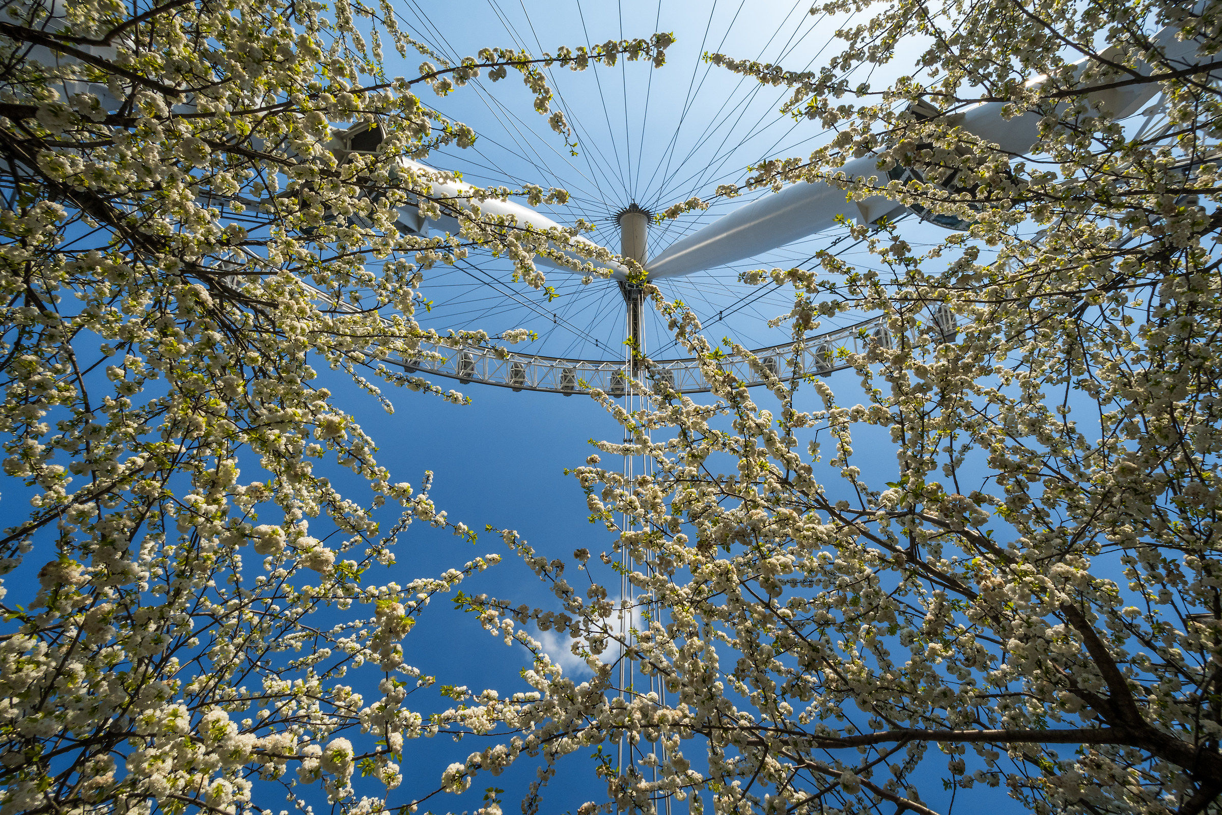 L'occhio di Londra attraverso il fiore di primavera