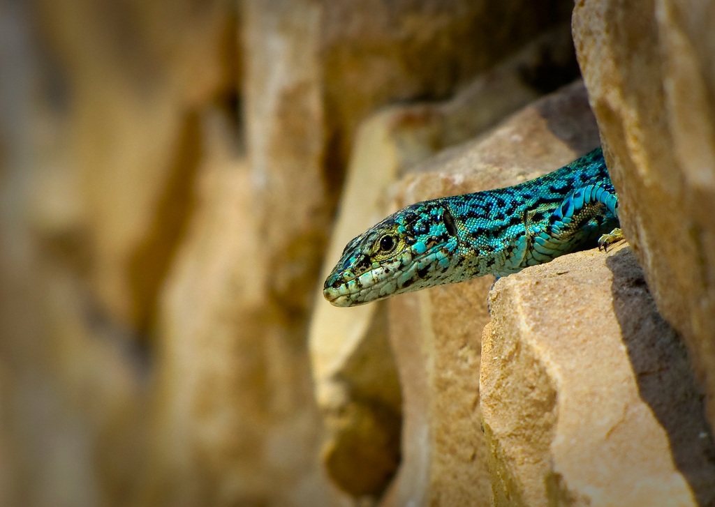 Lagartija de las Pitiusas