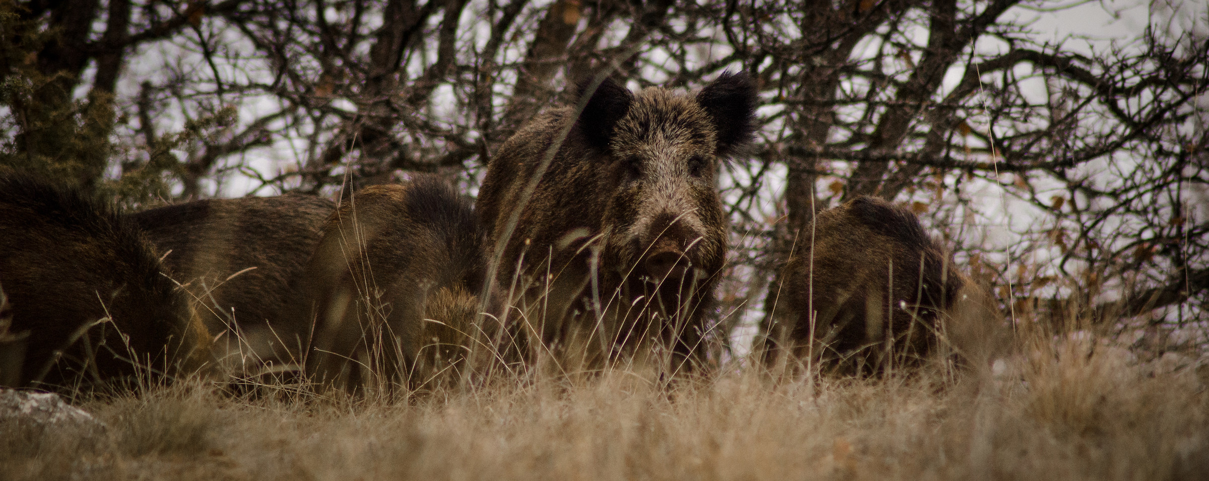 Un cinghiale sospettoso