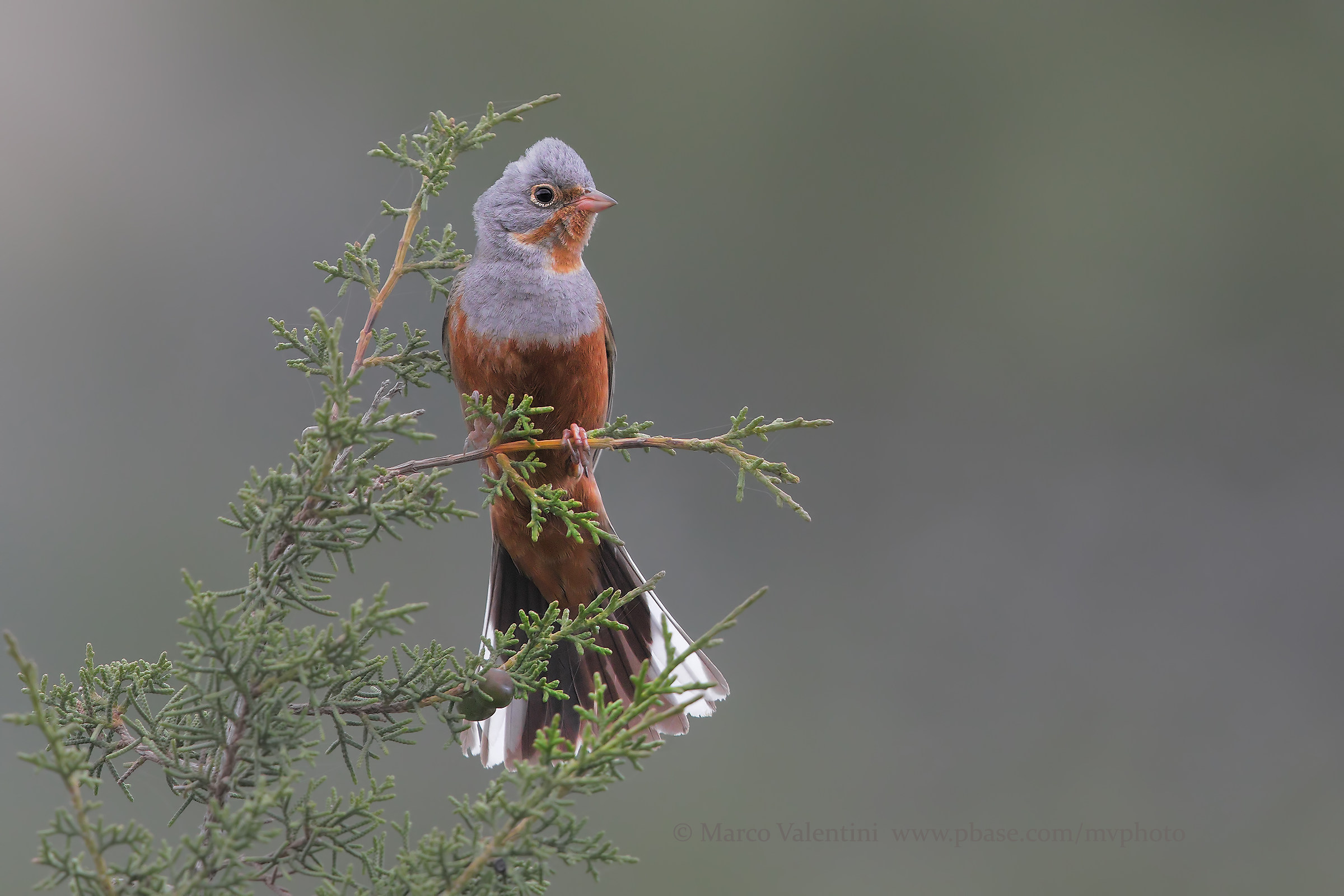 Ortolano grey