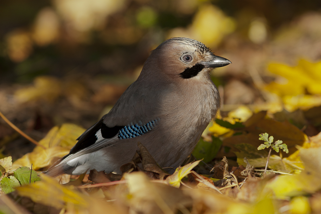 Colourful Jay