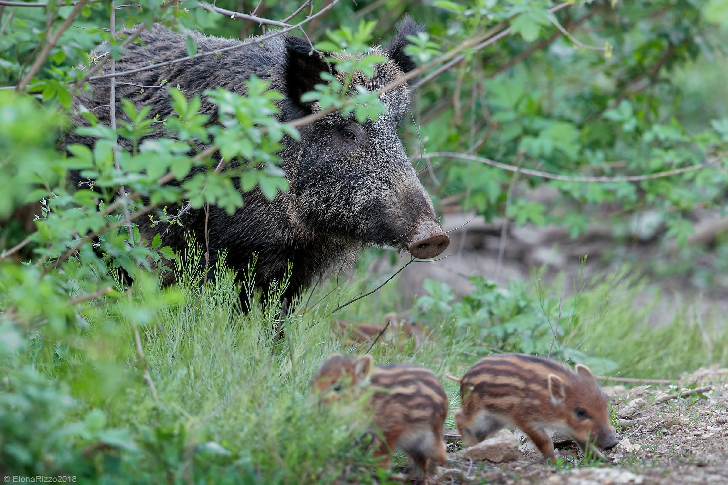 Wild boar