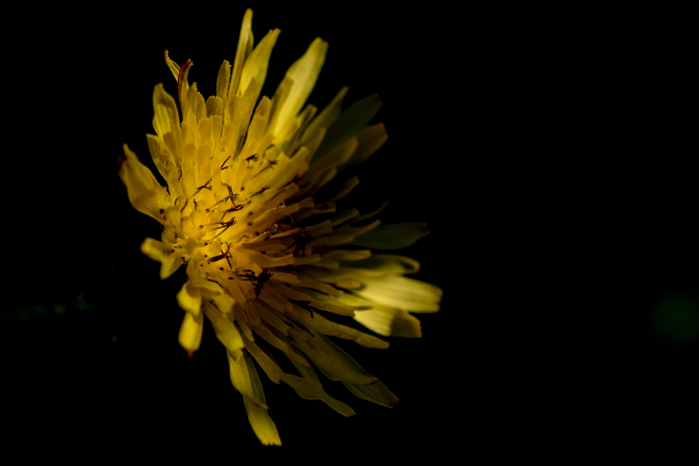 Dandelion honey my way