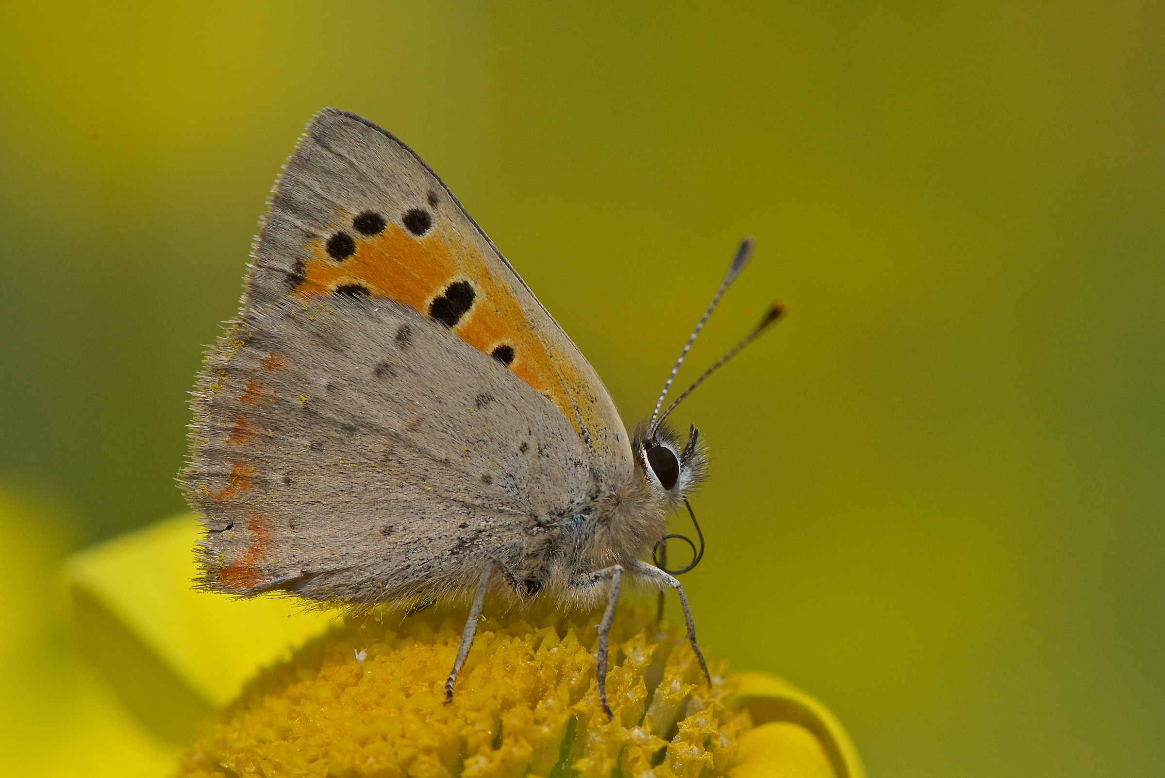 Lycaena phlaeas