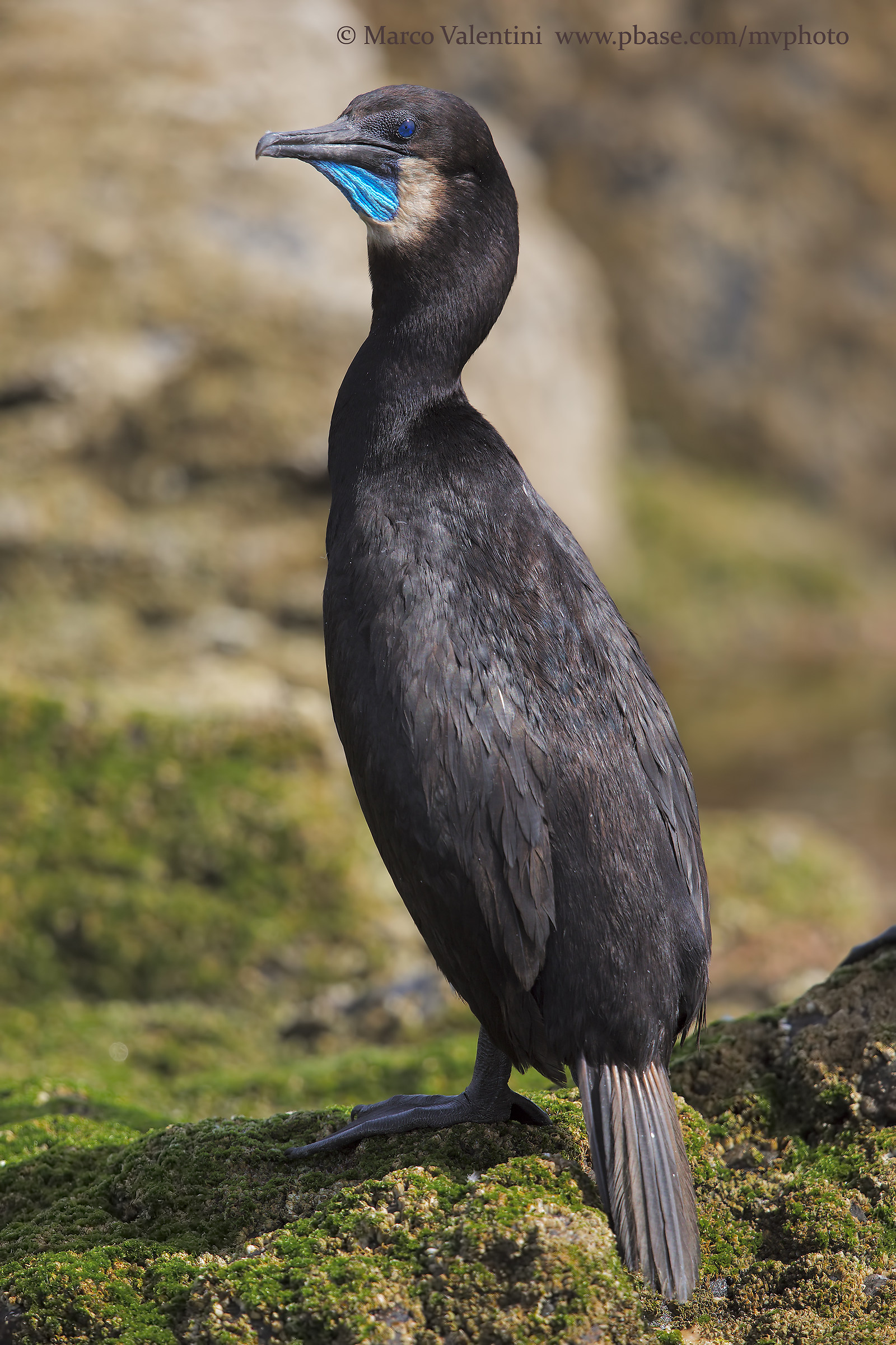 Blue-eyed Cormorant