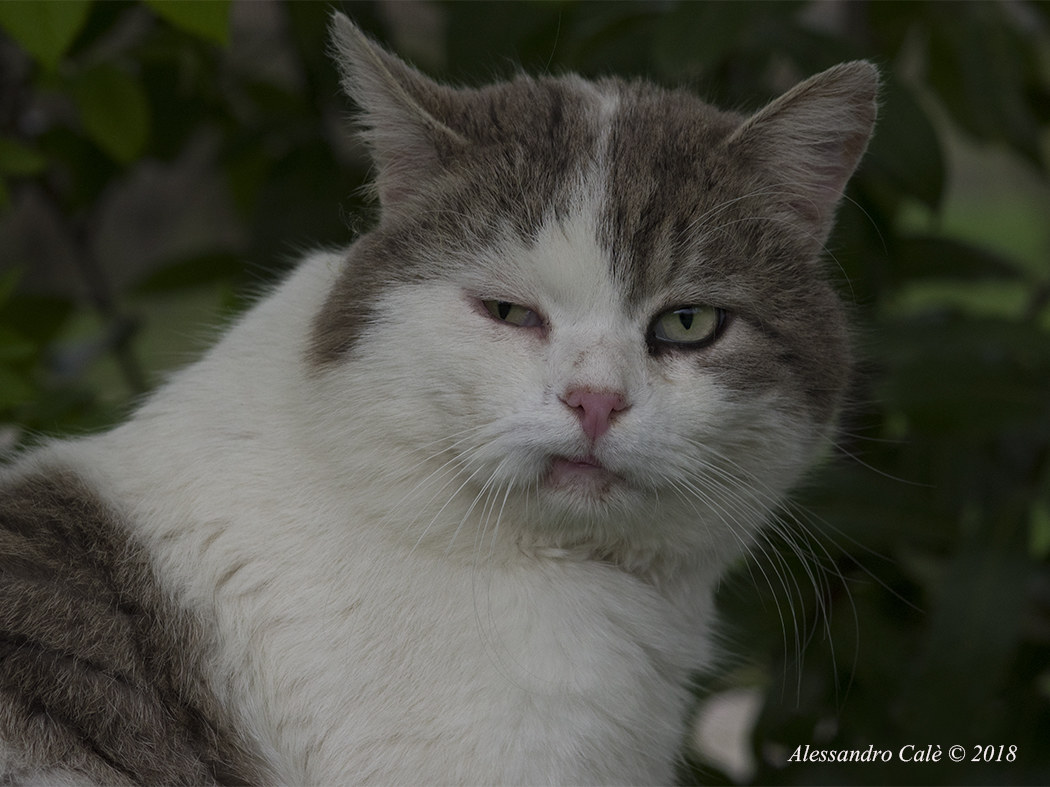 Il vecchio guerriero 6059